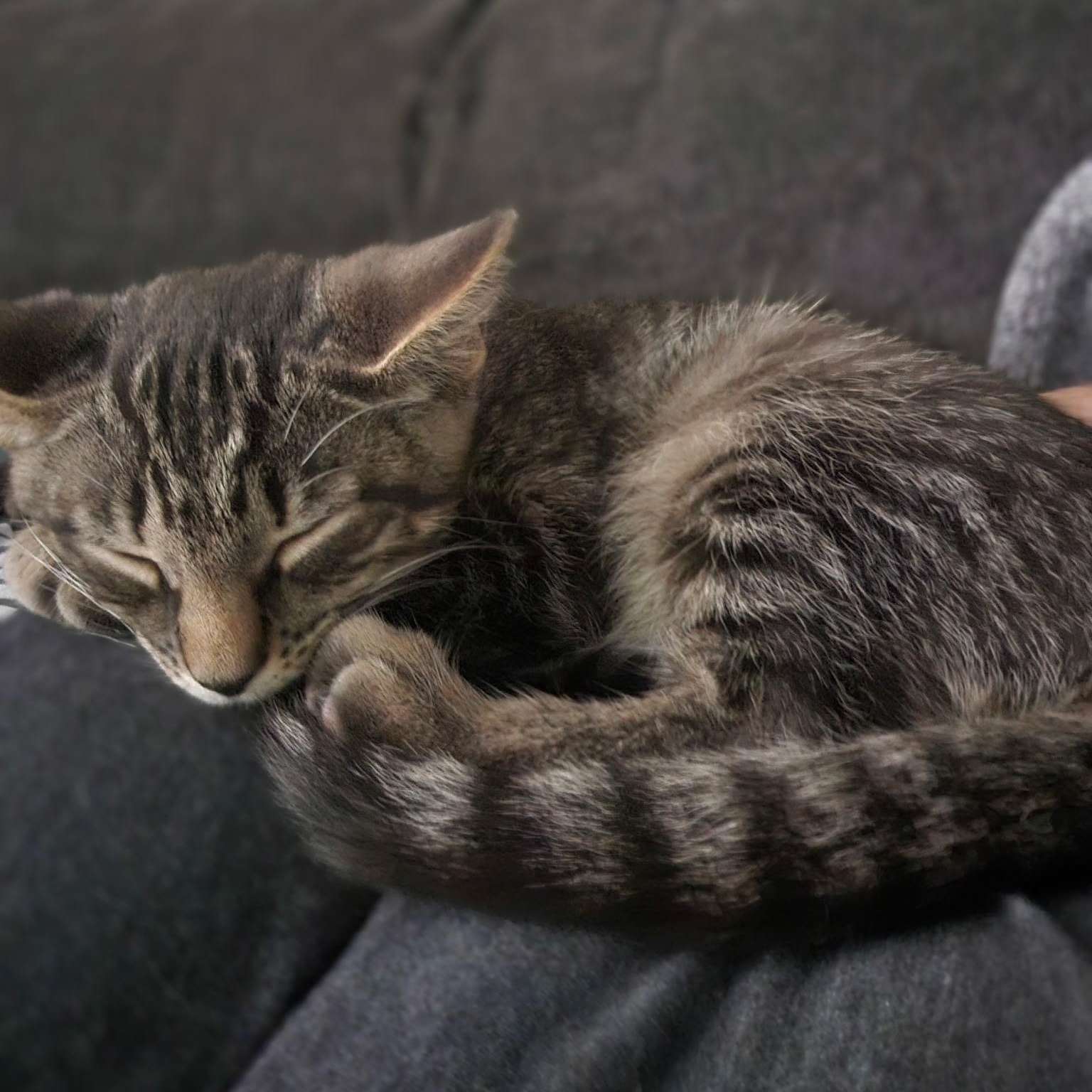 Enlarge Warren, a Adopted Domestic Short Hair in Colonia, NJ image 5/5