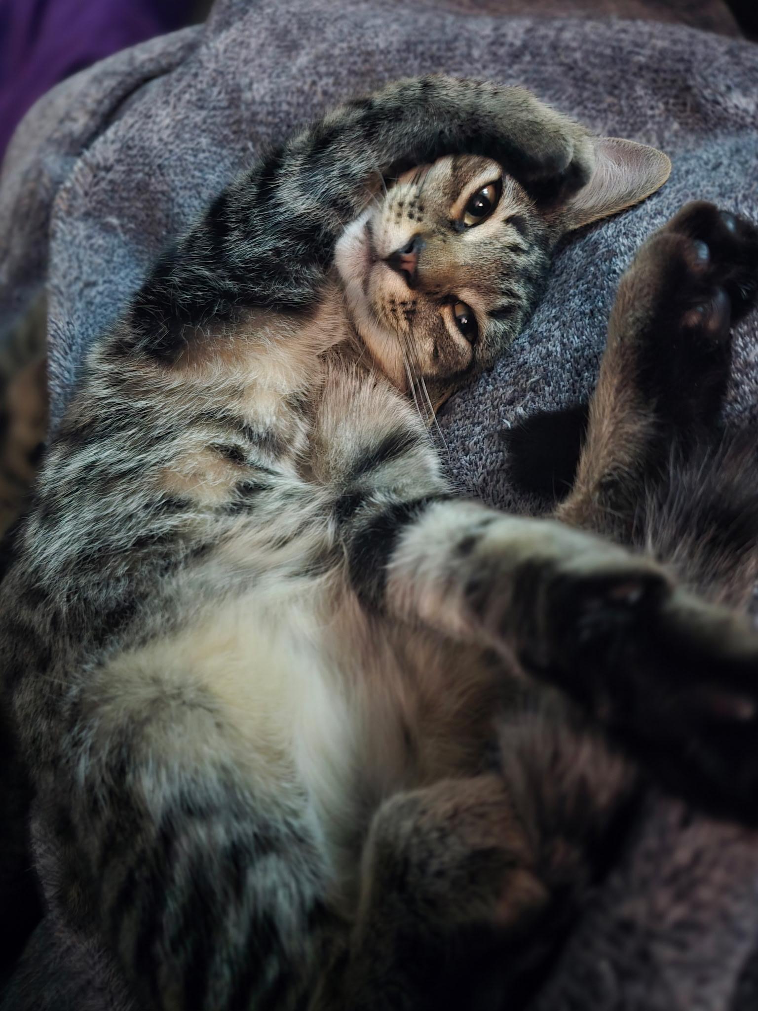Enlarge Warren, a Adopted Domestic Short Hair in Colonia, NJ image 4/5