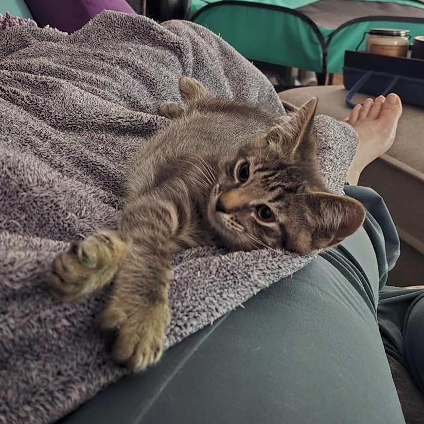 Enlarge Warren, a Adopted Domestic Short Hair in Colonia, NJ image 1/5