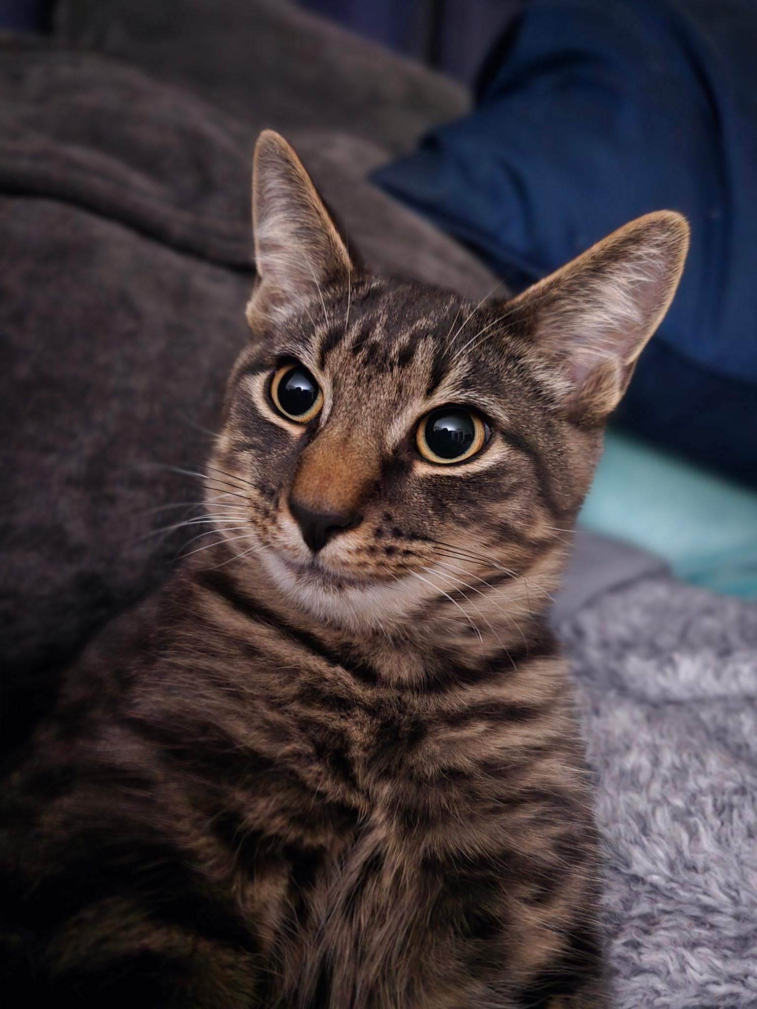 Enlarge Warren, a Adopted Domestic Short Hair in Colonia, NJ image 2/5