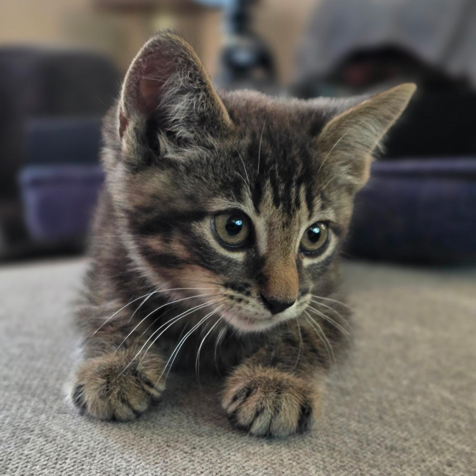 Enlarge Warren, a Adopted Domestic Short Hair in Colonia, NJ image 3/5