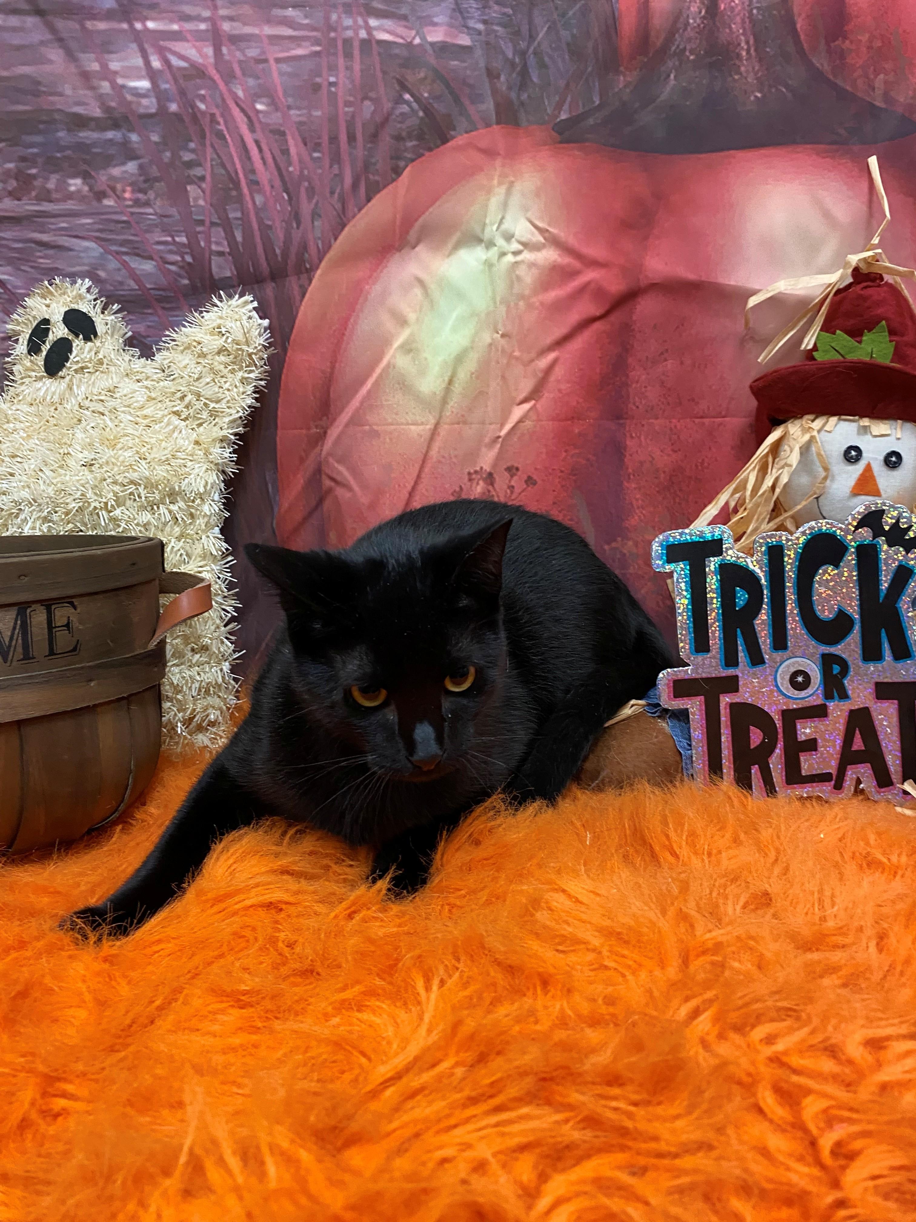 Stitch 59318738, Adoptable, Young Male Domestic Short Hair.