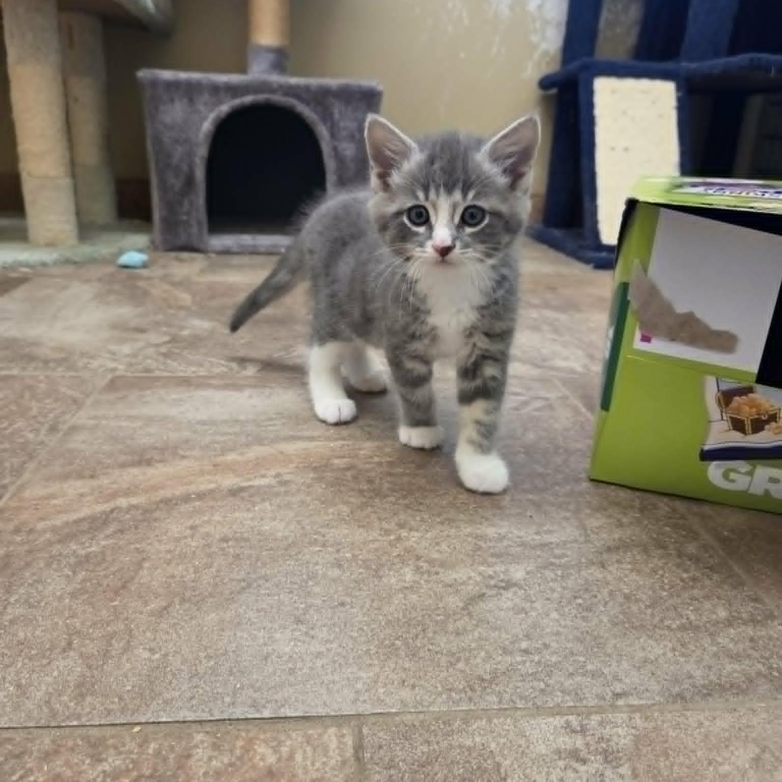 Lancelot, a ADOPTABLE Domestic Short Hair in Lancaster, KY image 2/4