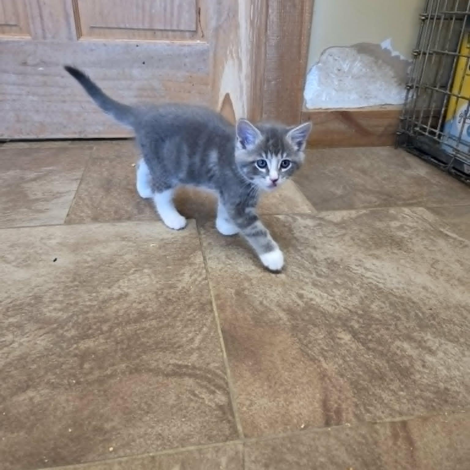 Lancelot, a ADOPTABLE Domestic Short Hair in Lancaster, KY image 4/4