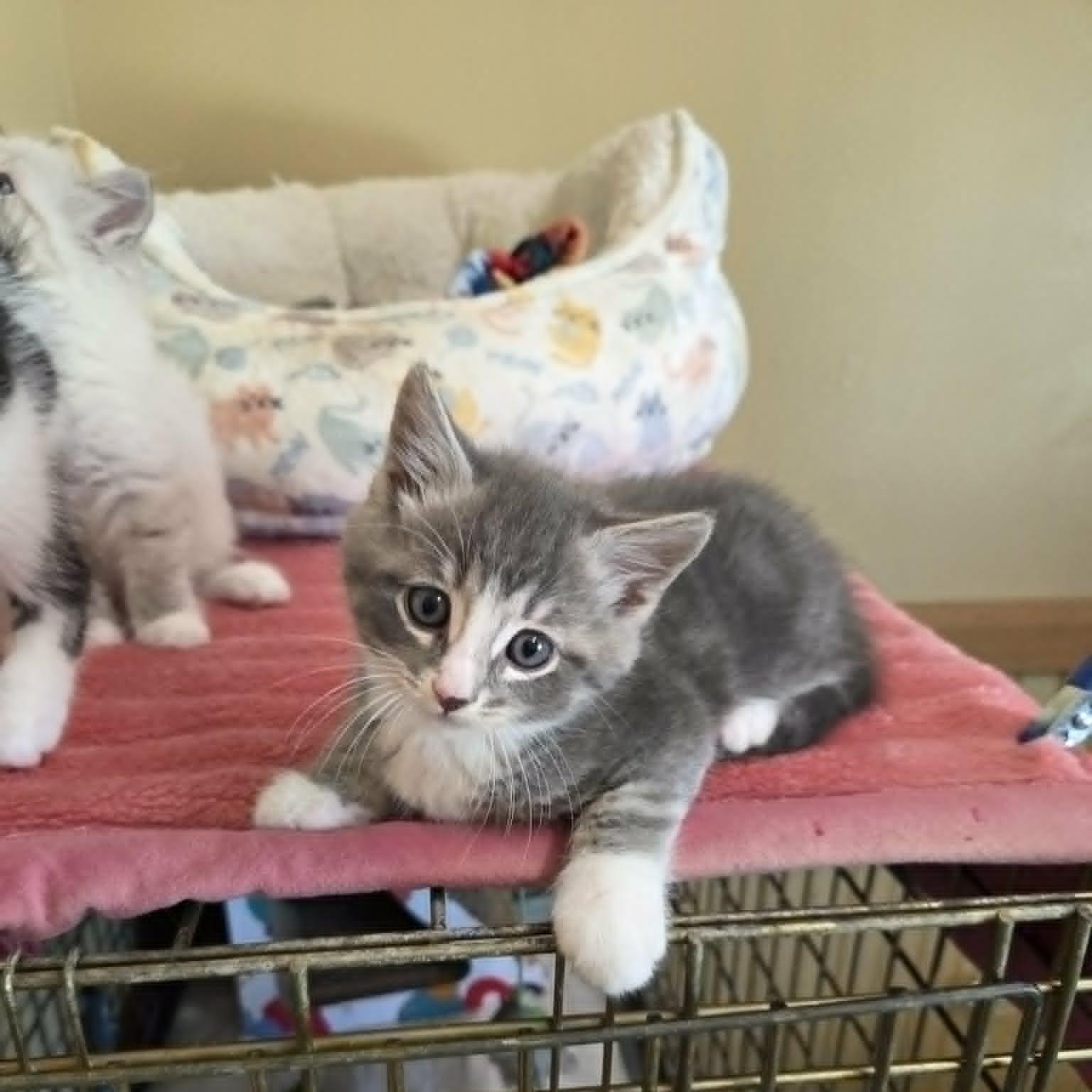 Lancelot, a ADOPTABLE Domestic Short Hair in Lancaster, KY image 3/4