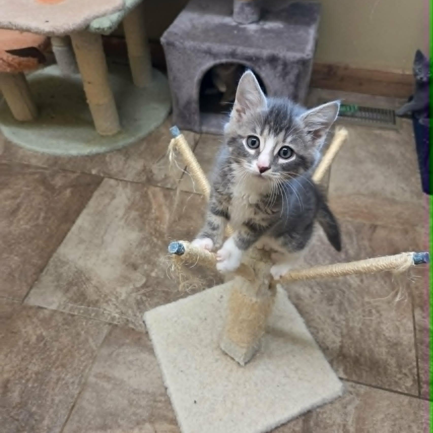 Lancelot, ADOPTABLE, Young Male Domestic Short Hair.