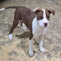 andy, an adopted mixed breed in Watertown, CT image 3/4