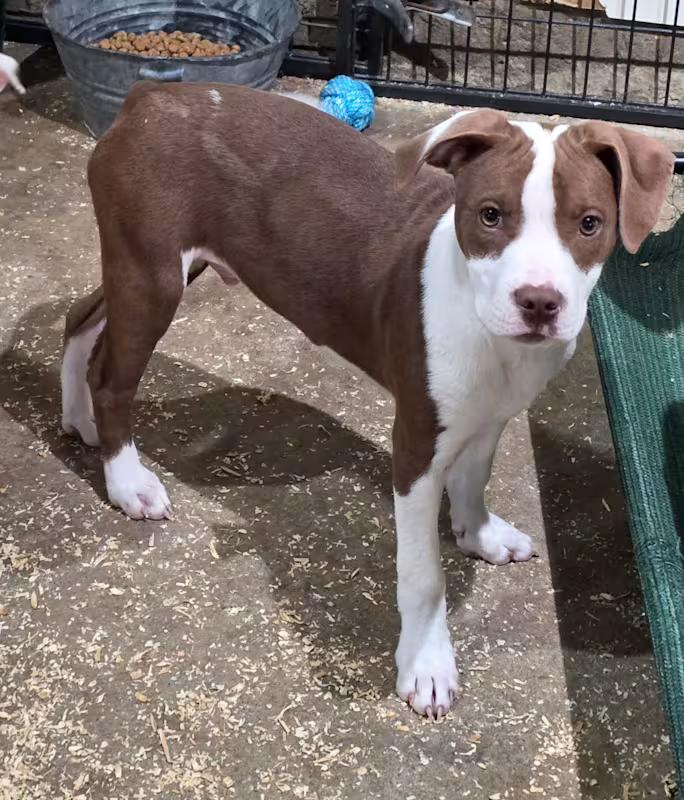 andy, an adopted mixed breed in Watertown, CT image 1/4