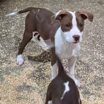 andy, an adopted mixed breed in Watertown, CT image 2/4