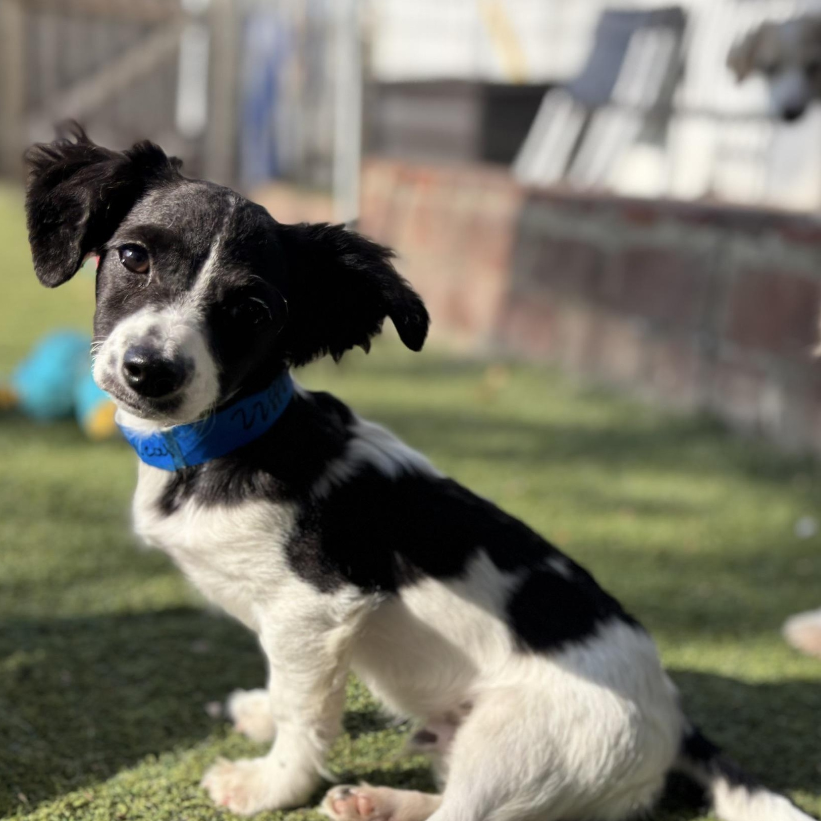 Michael, Adopted, Puppy Male Spaniel & Terrier.