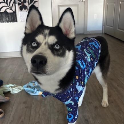 Enlarge Jamie, a Adoptable Mixed Breed in Lenoir, NC image 1/6