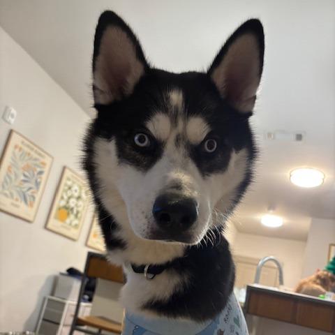 Enlarge Jamie, a Adoptable Mixed Breed in Lenoir, NC image 2/6