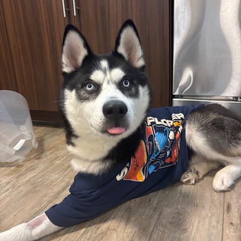 Enlarge Jamie, a Adoptable Mixed Breed in Lenoir, NC image 4/6