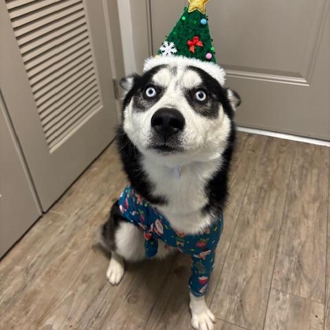 Enlarge Jamie, a Adoptable Mixed Breed in Lenoir, NC image 5/6