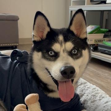 Enlarge Jamie, a Adoptable Mixed Breed in Lenoir, NC image 6/6