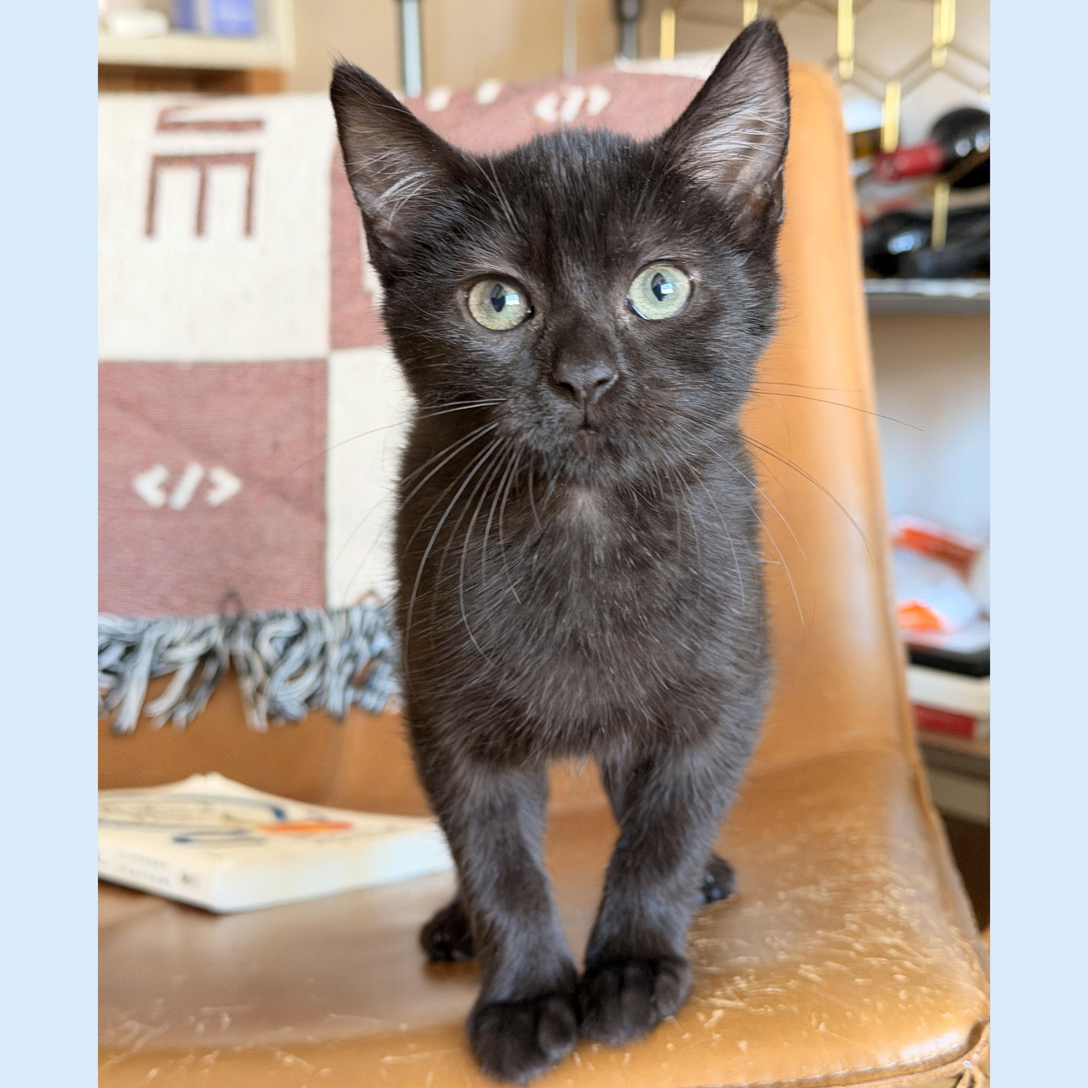 Yippee, a ADOPTABLE Domestic Short Hair in BROOKLYN, NY image 3/6