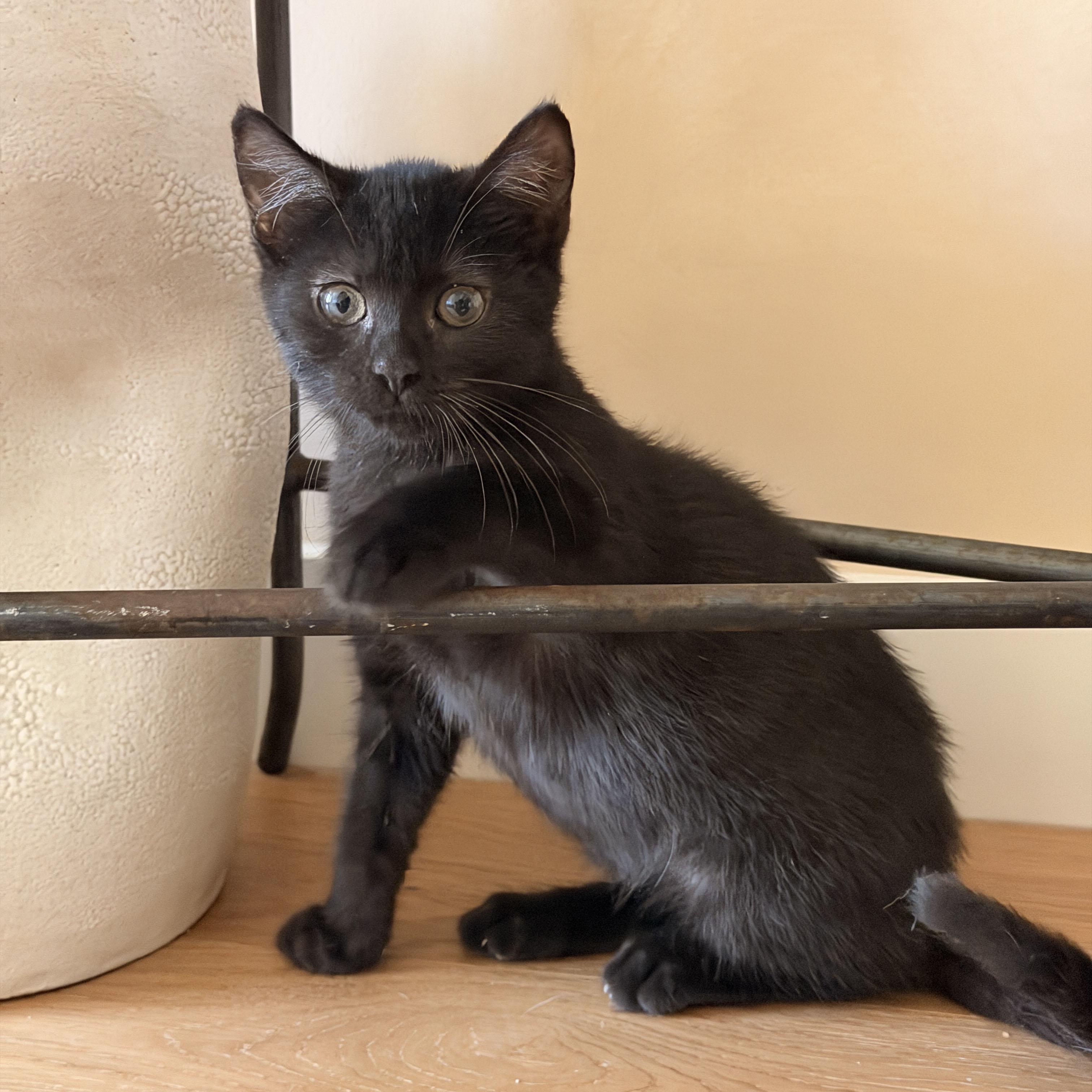 Yippee, a ADOPTABLE Domestic Short Hair in BROOKLYN, NY image 5/6