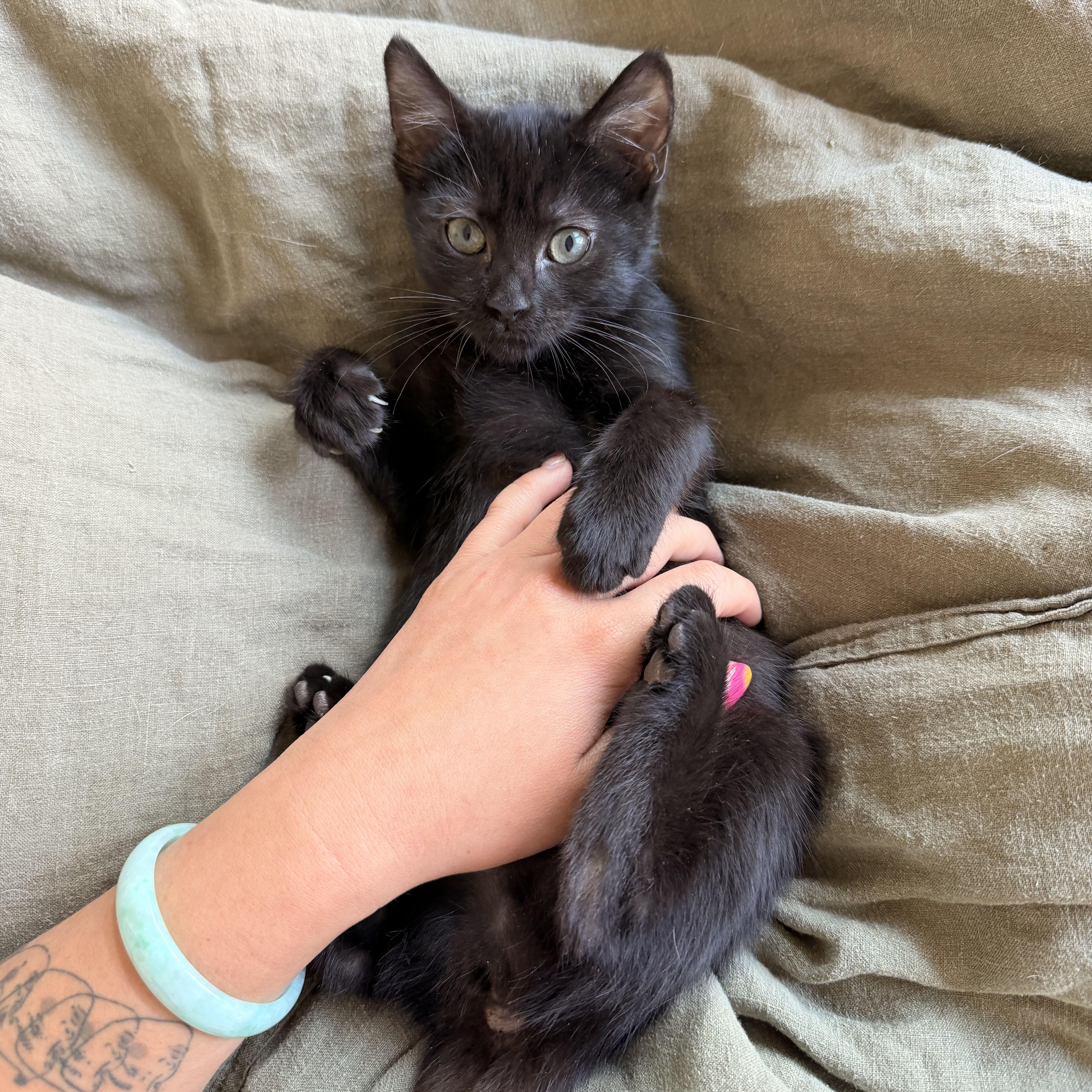 Yippee, a ADOPTABLE Domestic Short Hair in BROOKLYN, NY image 4/6