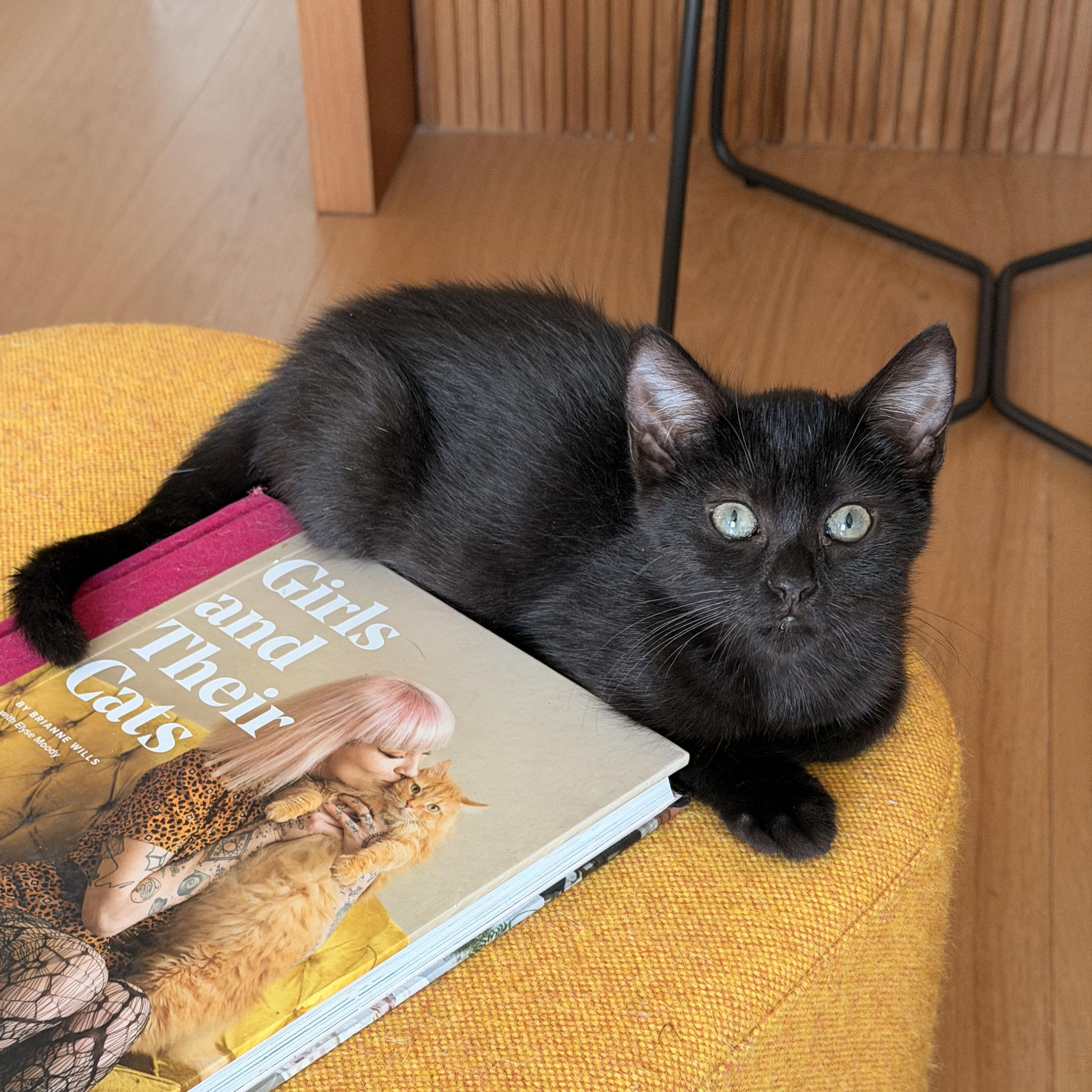 Yippee, a ADOPTABLE Domestic Short Hair in BROOKLYN, NY image 1/6