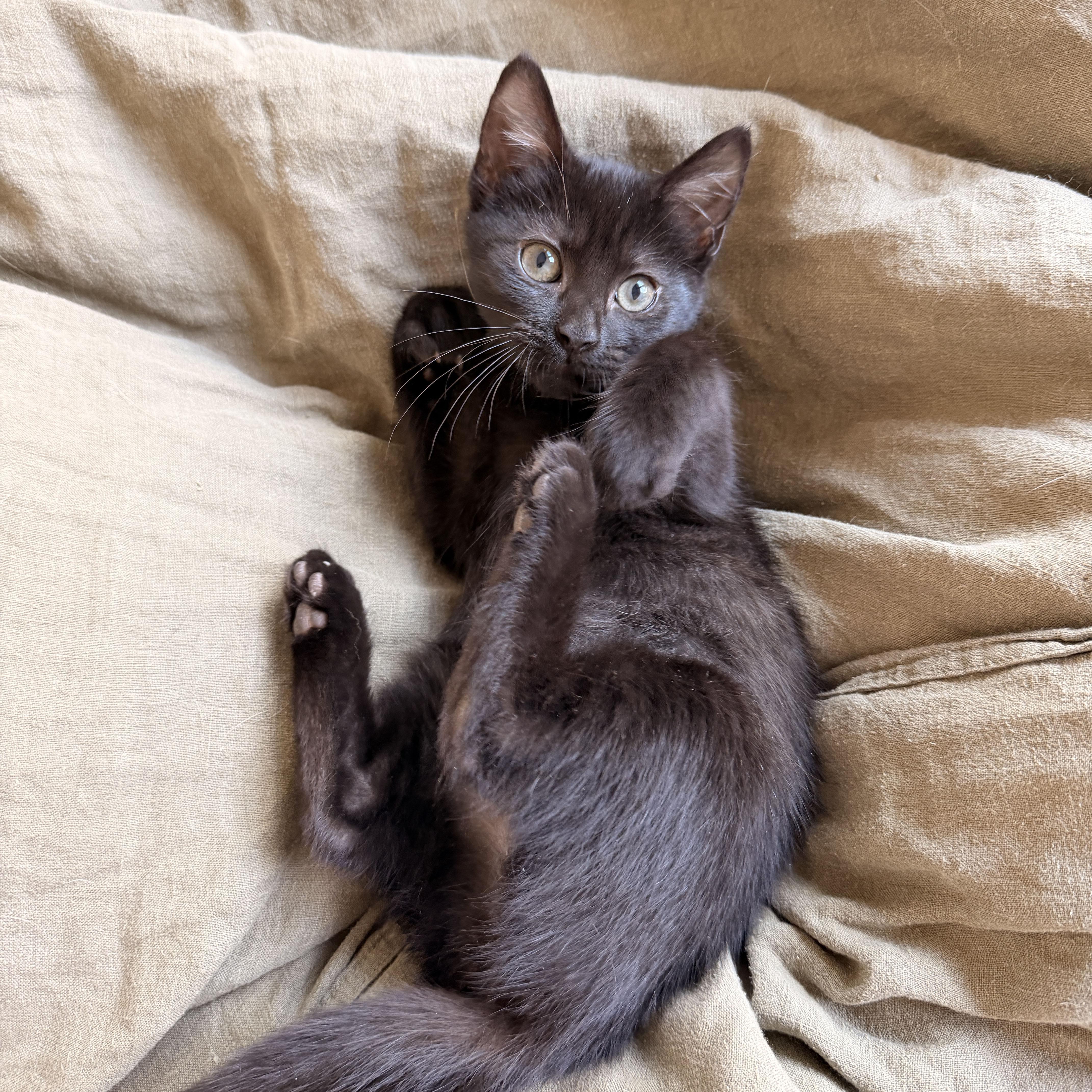 Yippee, a ADOPTABLE Domestic Short Hair in BROOKLYN, NY image 2/6