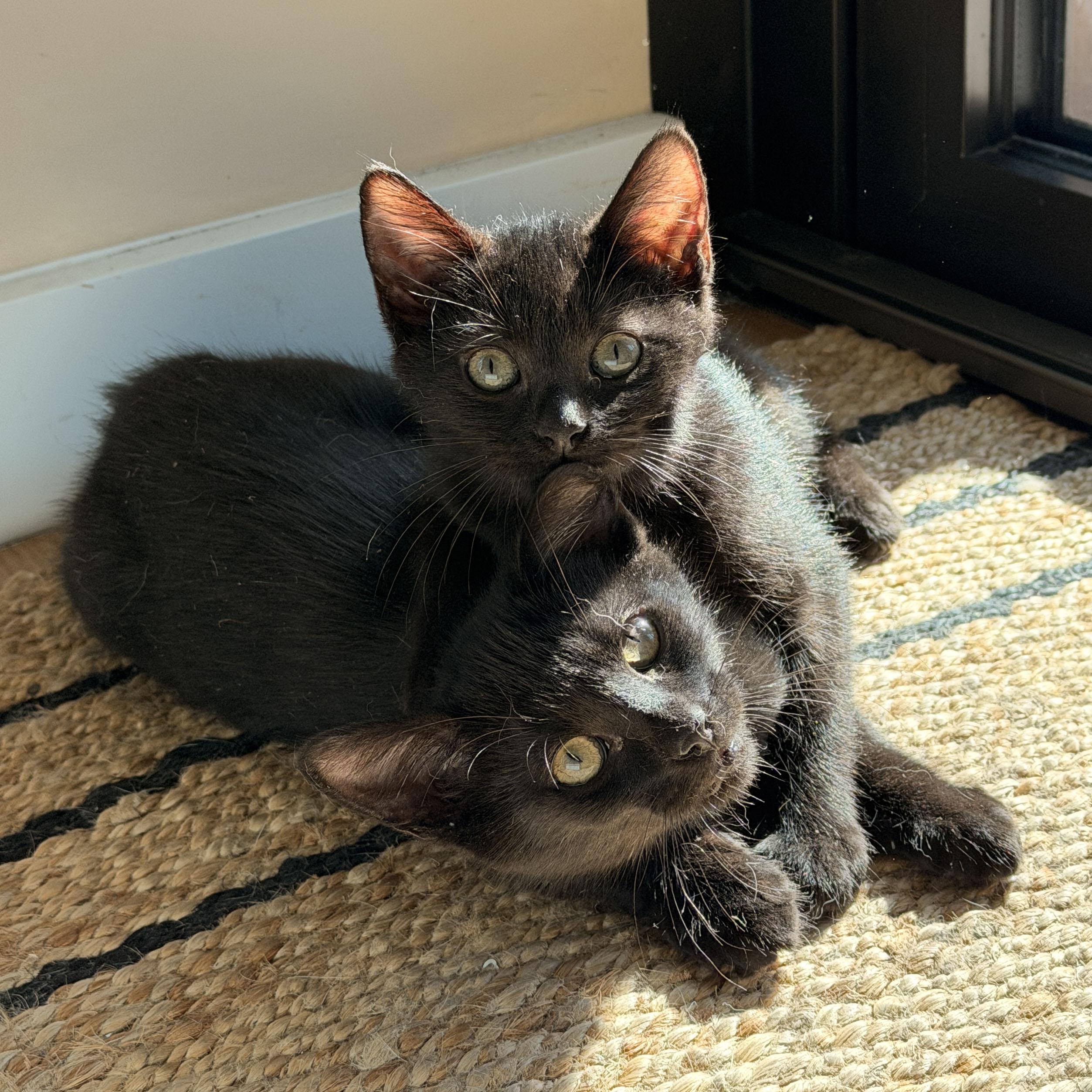 Yippee, a ADOPTABLE Domestic Short Hair in BROOKLYN, NY image 6/6