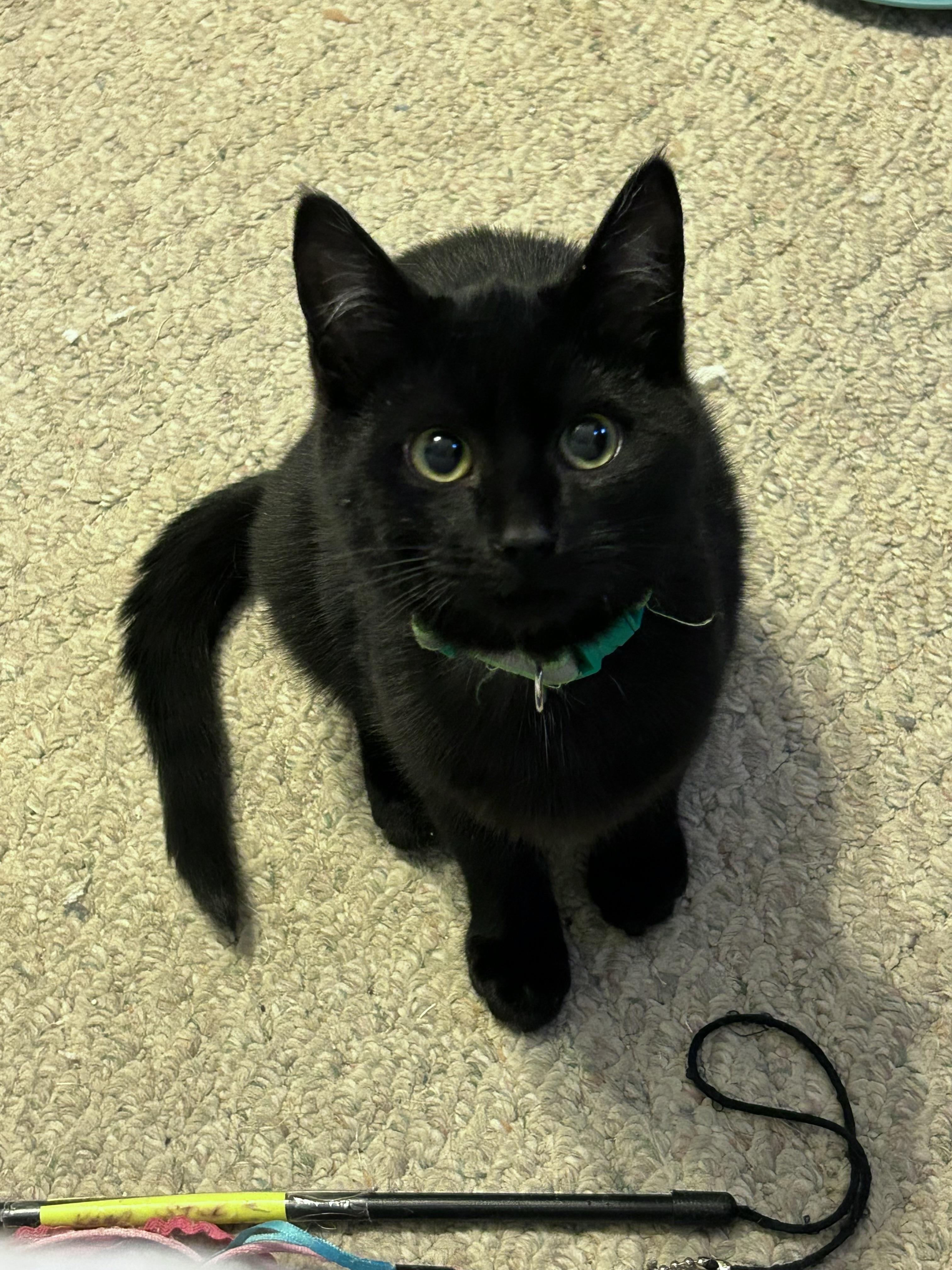 Enlarge Landon, an adopted Domestic Short Hair in Rochester, NY image 5/6