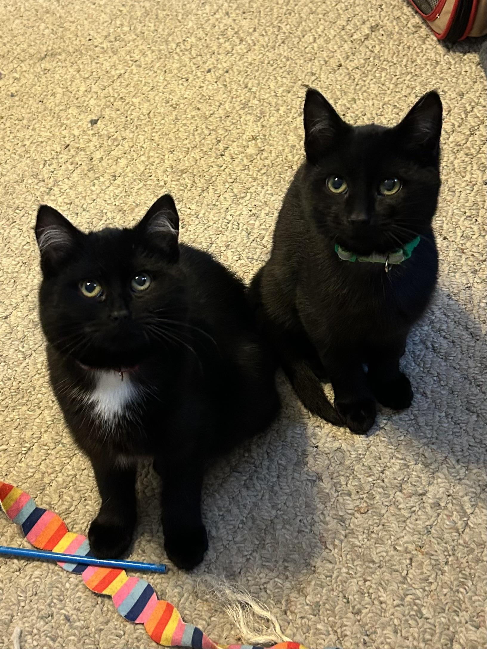 Enlarge Landon, an adopted Domestic Short Hair in Rochester, NY image 4/6