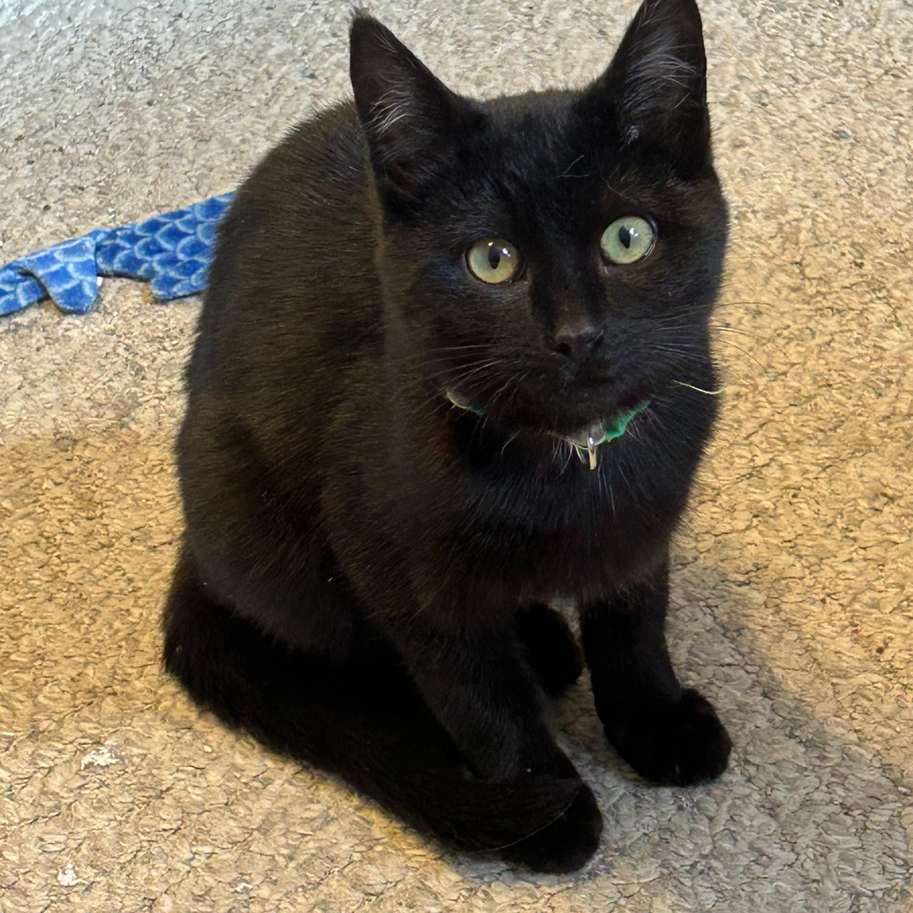 Enlarge Landon, an adopted Domestic Short Hair in Rochester, NY image 1/6