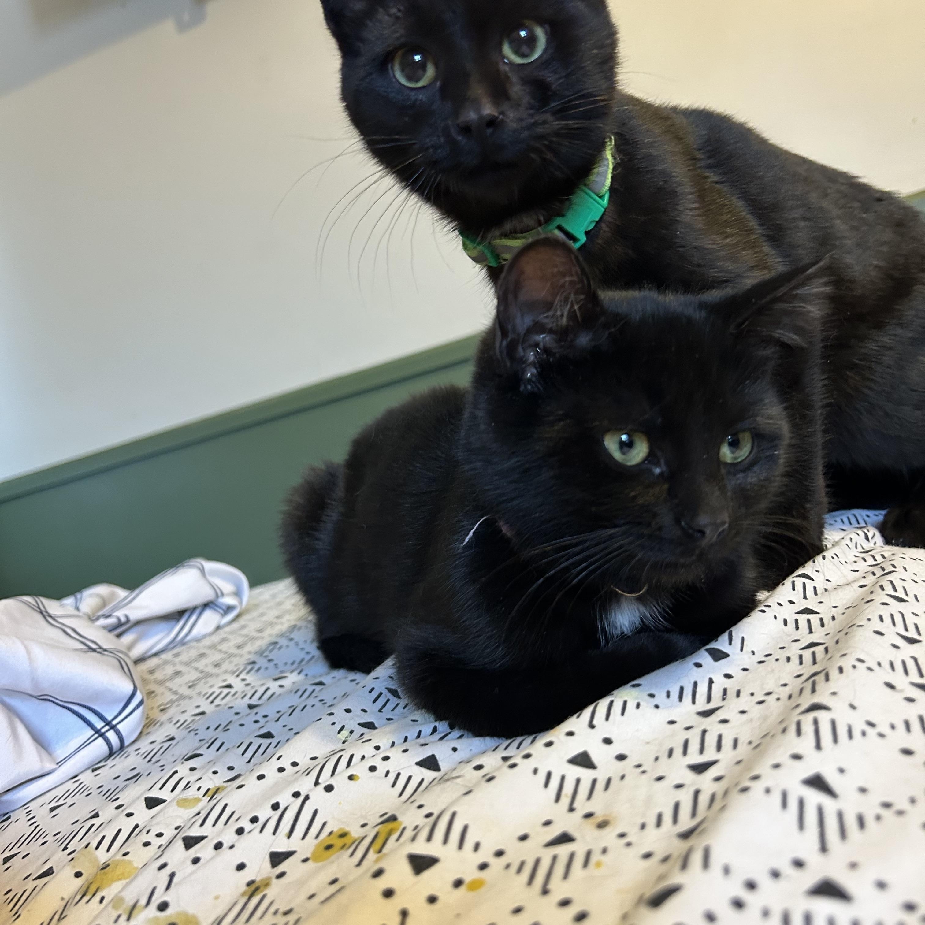 Enlarge Landon, an adopted Domestic Short Hair in Rochester, NY image 3/6