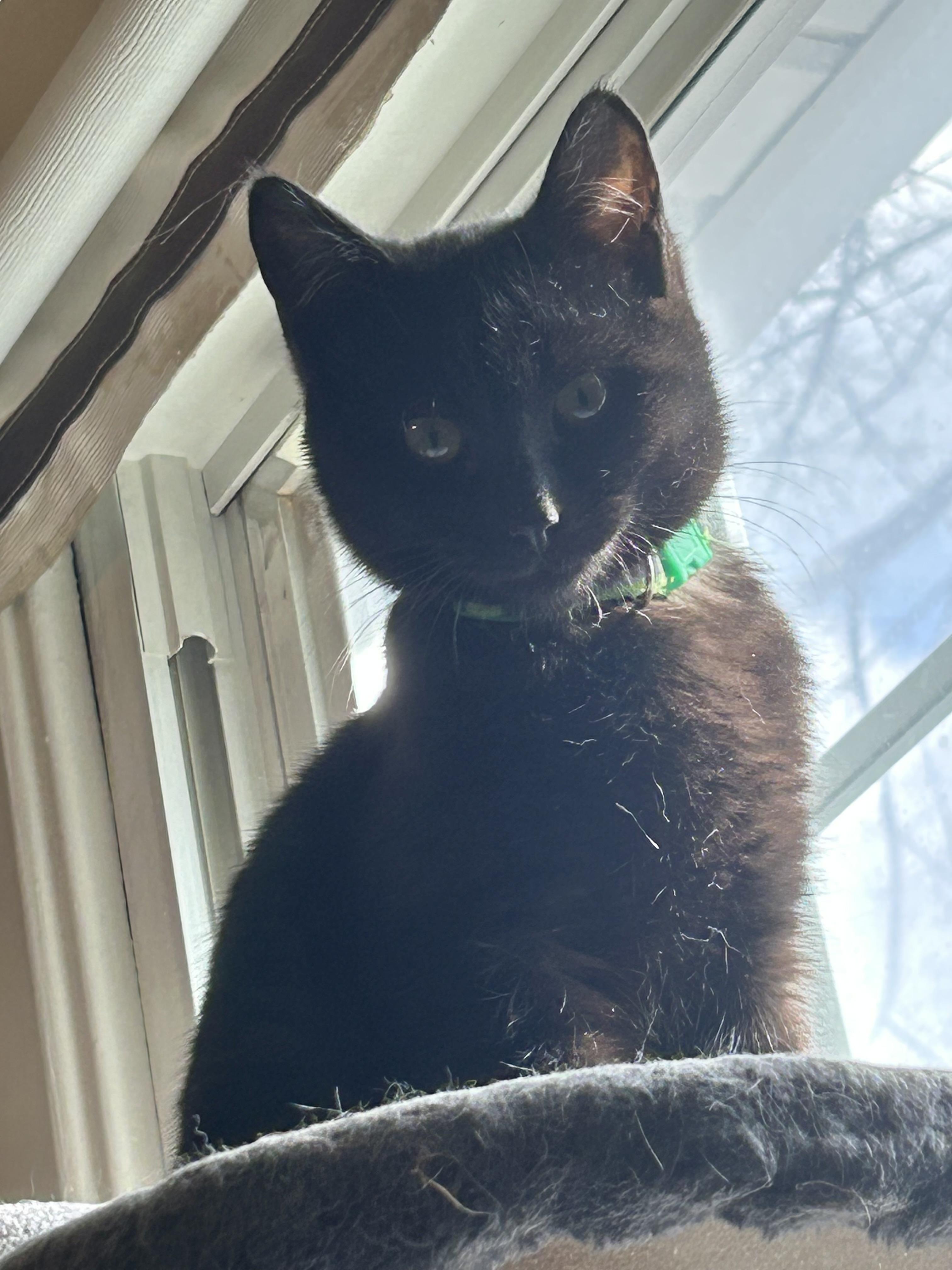 Enlarge Landon, an adopted Domestic Short Hair in Rochester, NY image 2/6