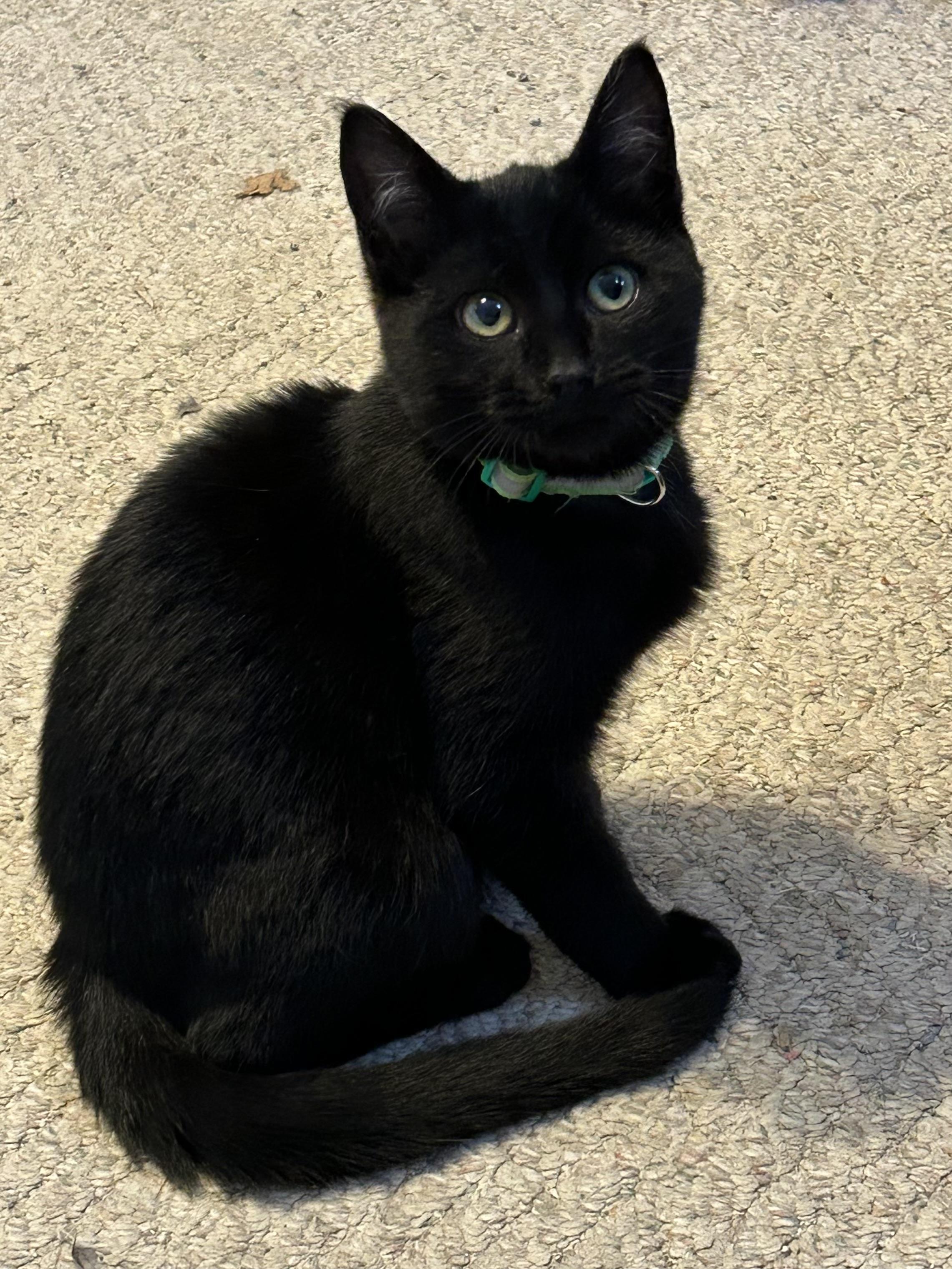 Enlarge Landon, an adopted Domestic Short Hair in Rochester, NY image 6/6