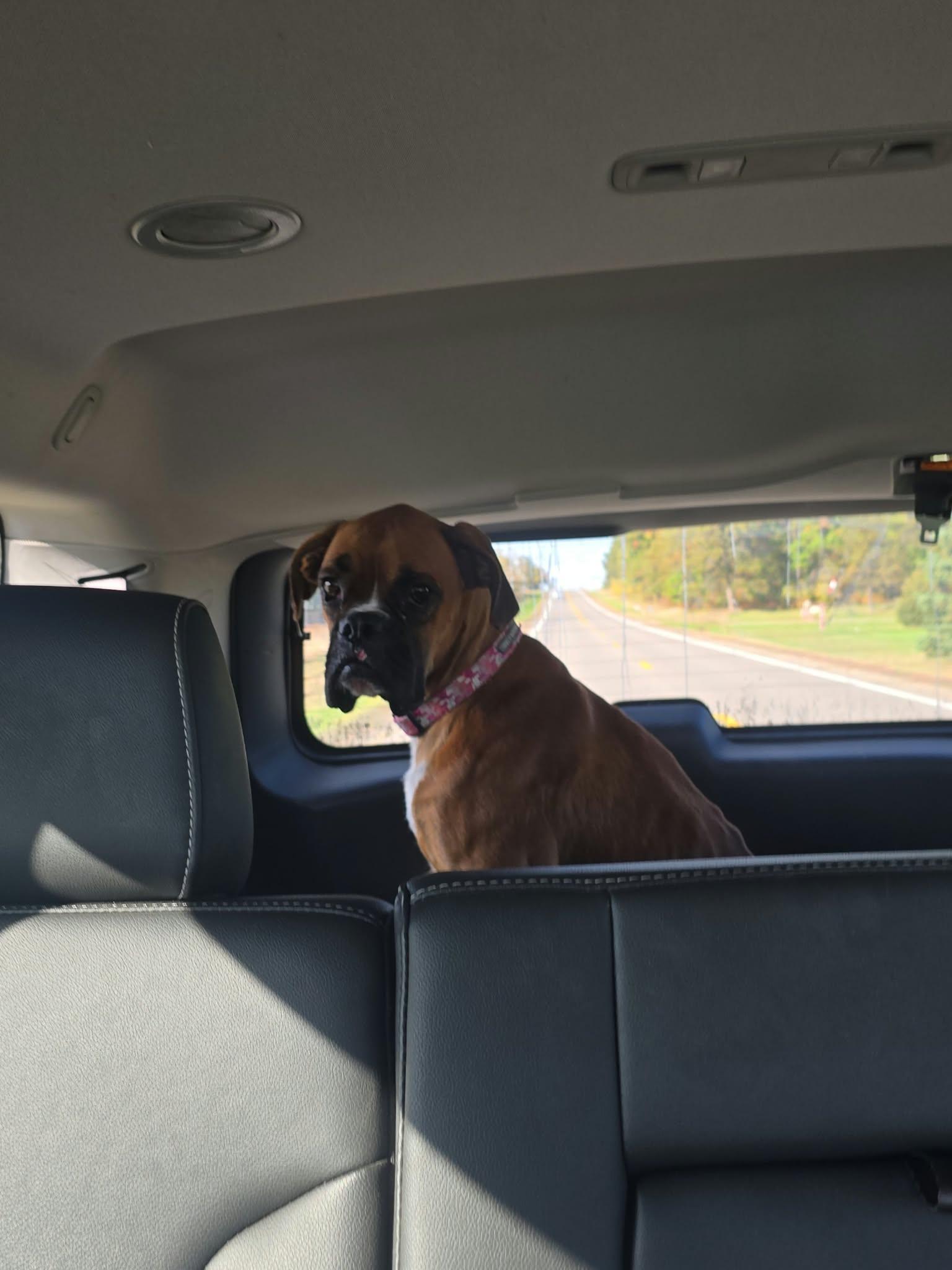Simba, Adoptable, Adult Male Boxer.