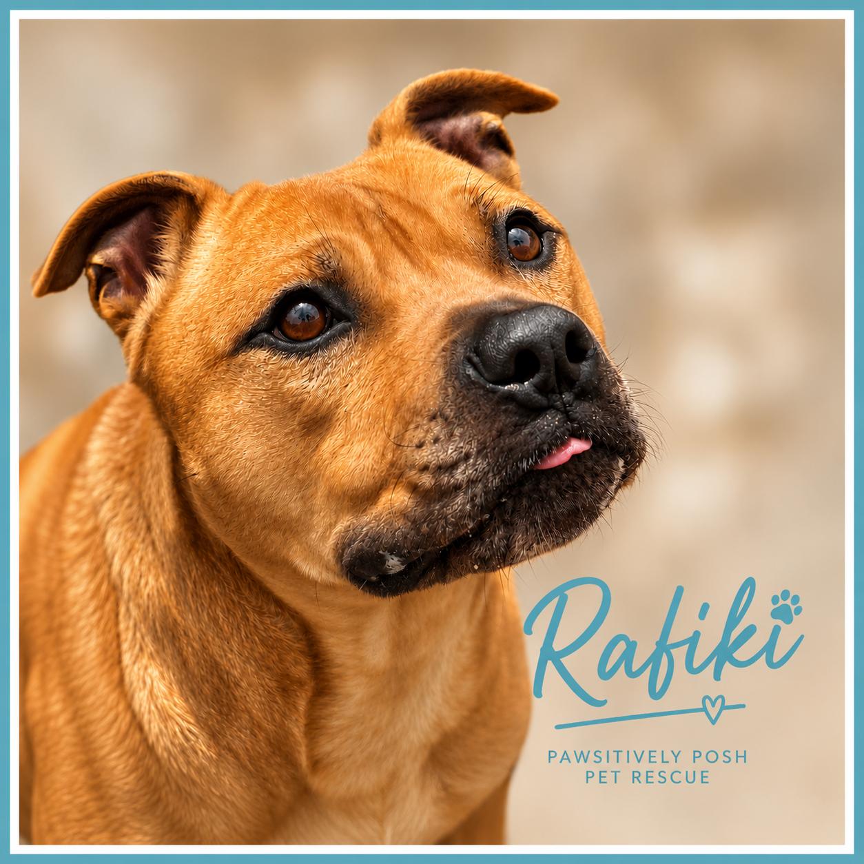 Rafiki, Adoptable, Adult Male Pit Bull Terrier.