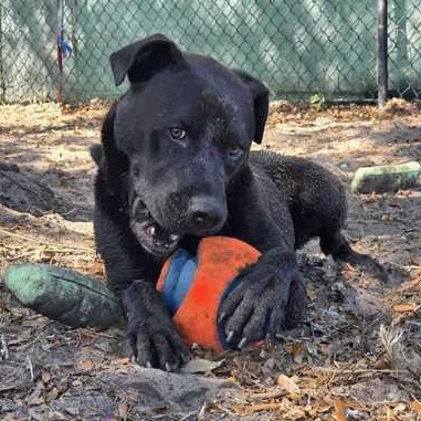 JACK 2.0, ADOPTABLE, Young Male Mixed Breed.