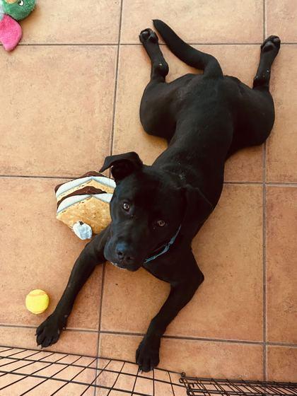 JACK 2.0, a ADOPTABLE Mixed Breed in Fernandina Beach, FL image 4/4