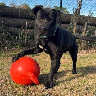 JACK 2.0, a ADOPTABLE Mixed Breed in Fernandina Beach, FL image 3/4