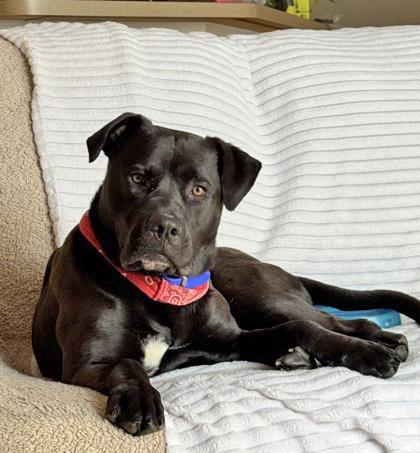 JACK 2.0, a ADOPTABLE Mixed Breed in Fernandina Beach, FL image 2/4