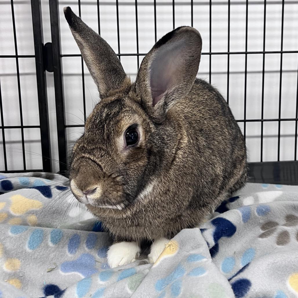 Enlarge Juniper, a Adoptable mixed breed in Mentor, OH image 1/4