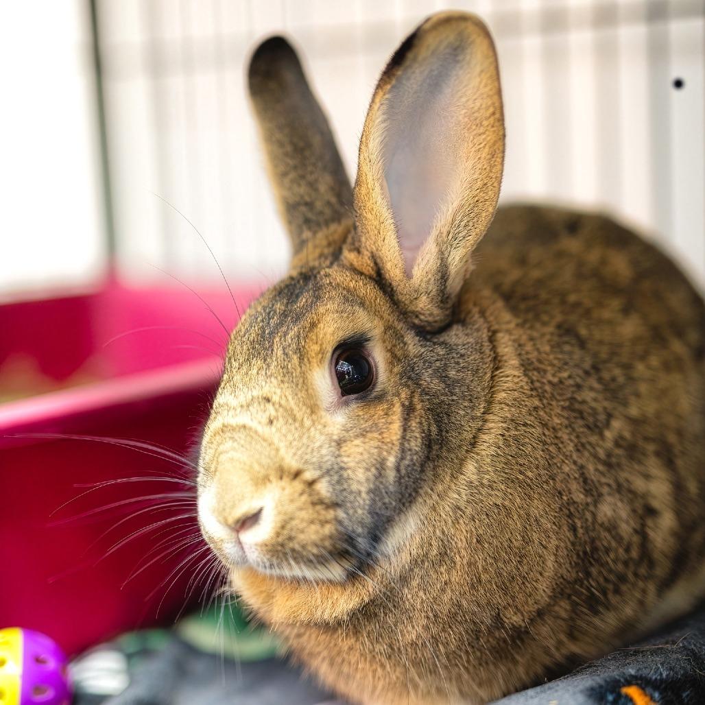 Enlarge Juniper, a Adoptable mixed breed in Mentor, OH image 3/4