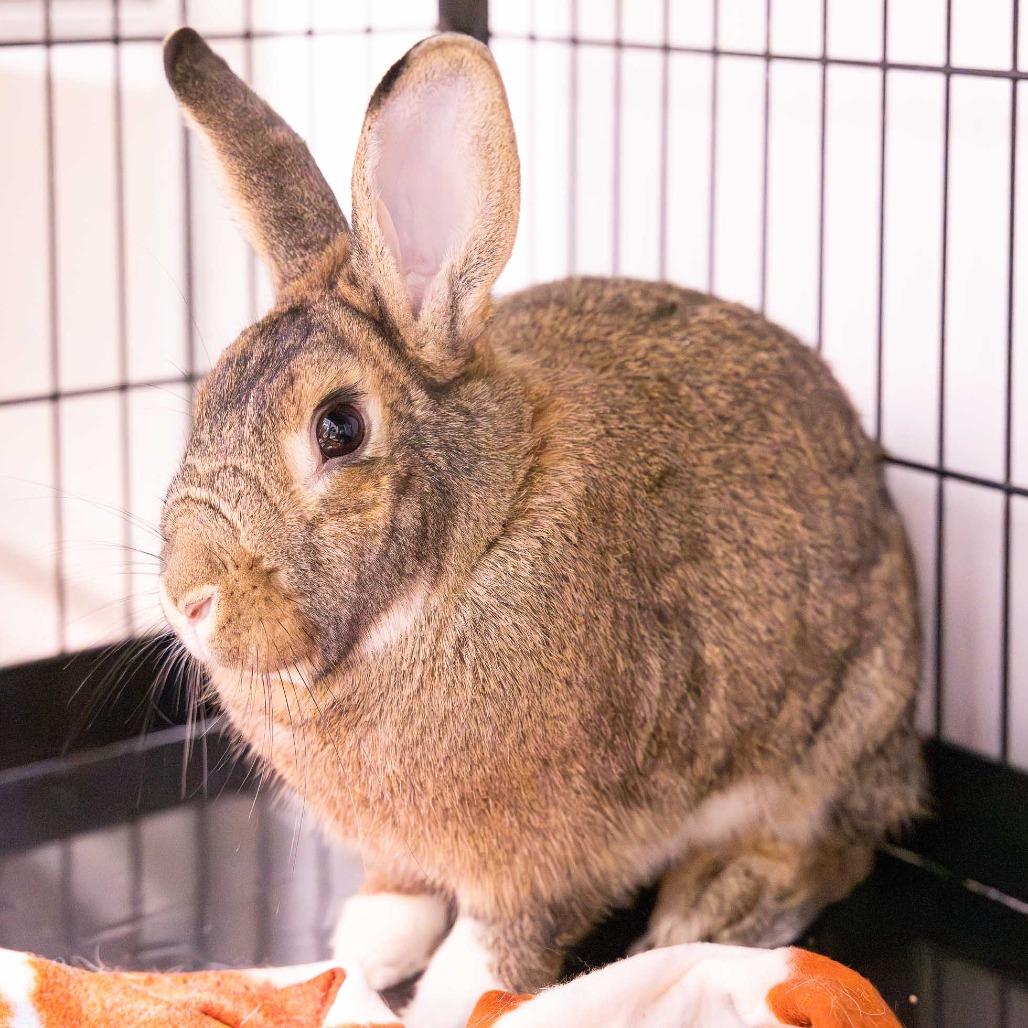 Enlarge Juniper, a Adoptable mixed breed in Mentor, OH image 4/4