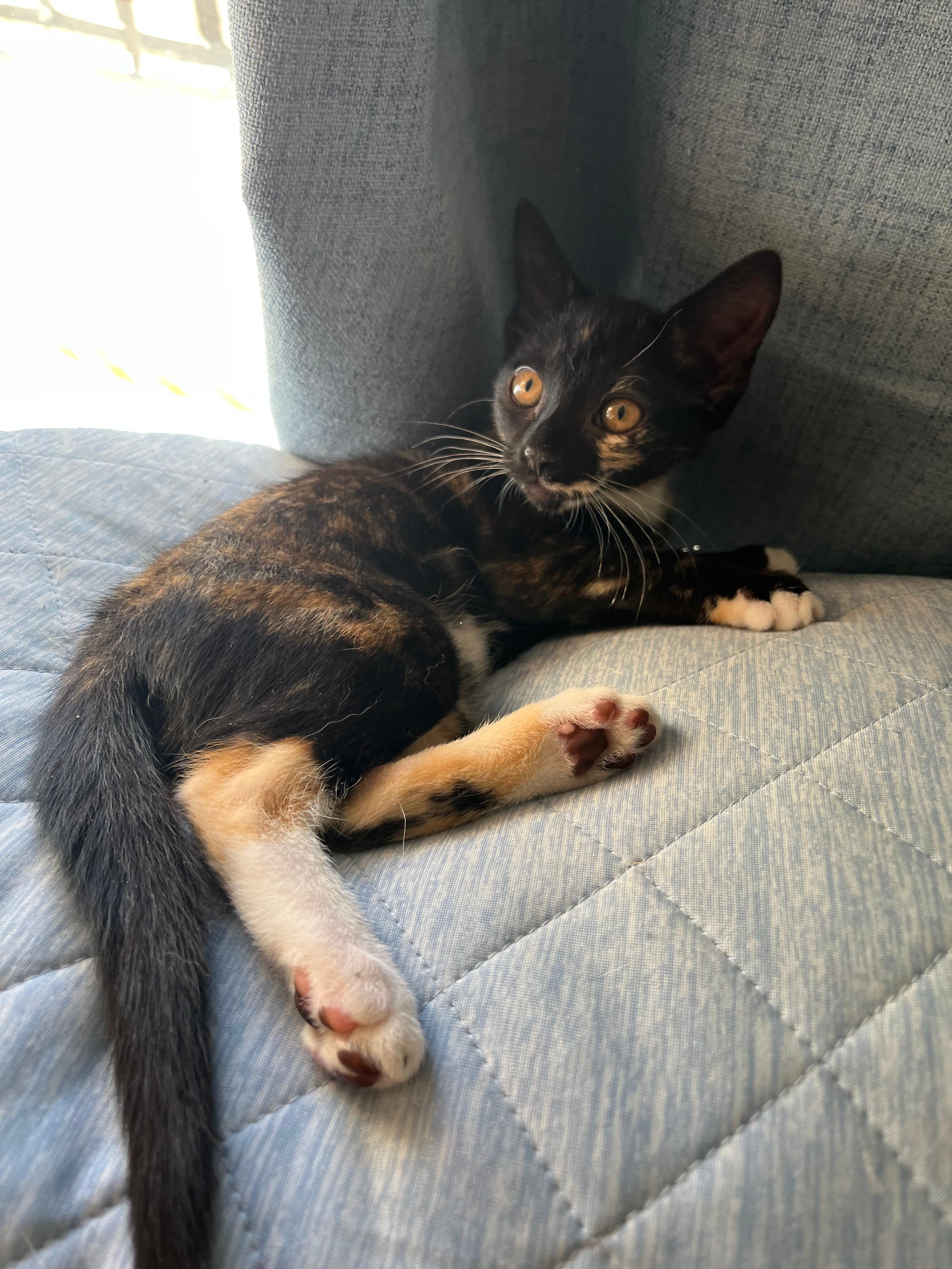 Enlarge Snow White, a Adopted Domestic Short Hair in St Petersburg, FL image 1/3