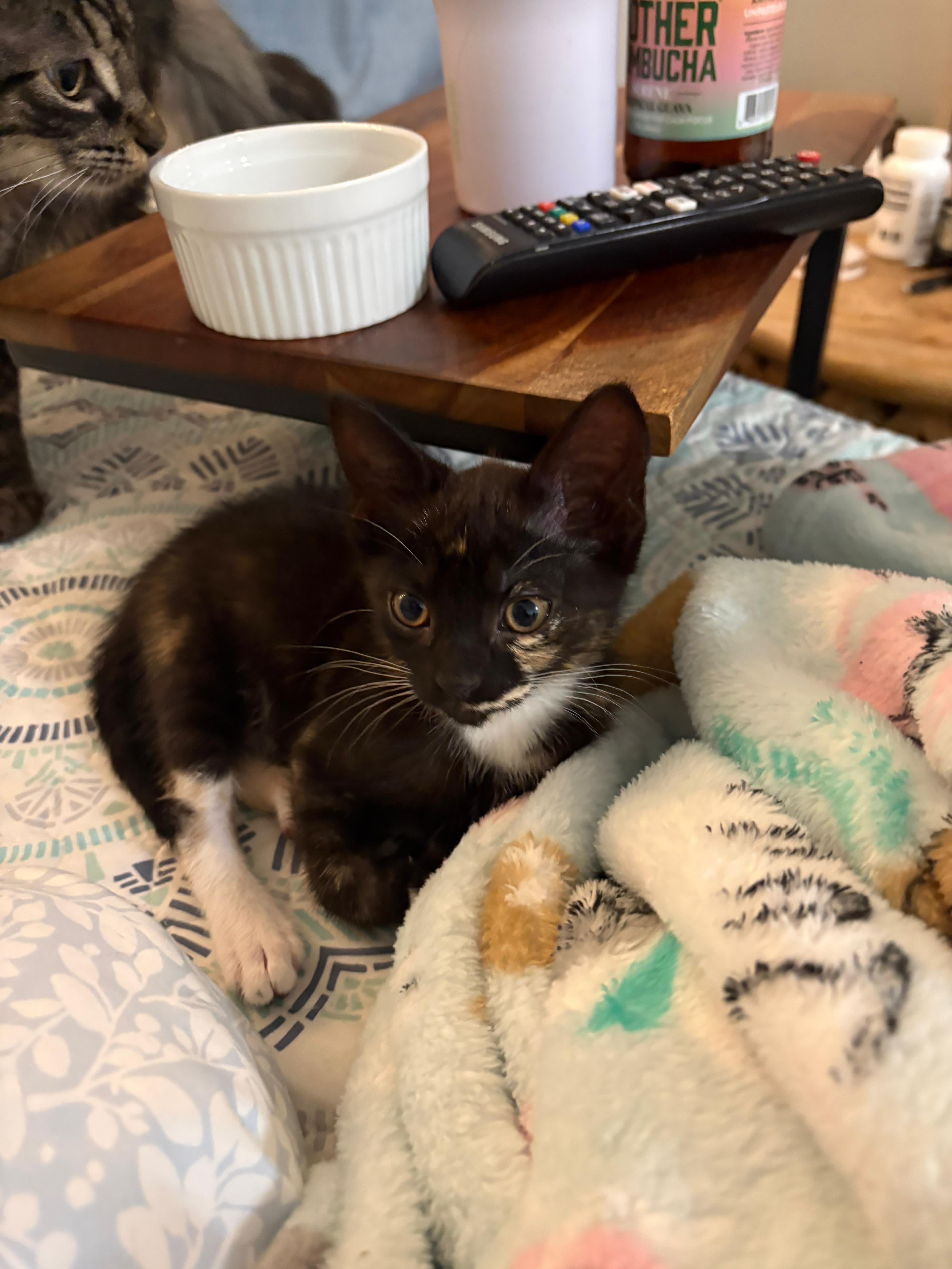 Enlarge Snow White, a Adopted Domestic Short Hair in St Petersburg, FL image 3/3