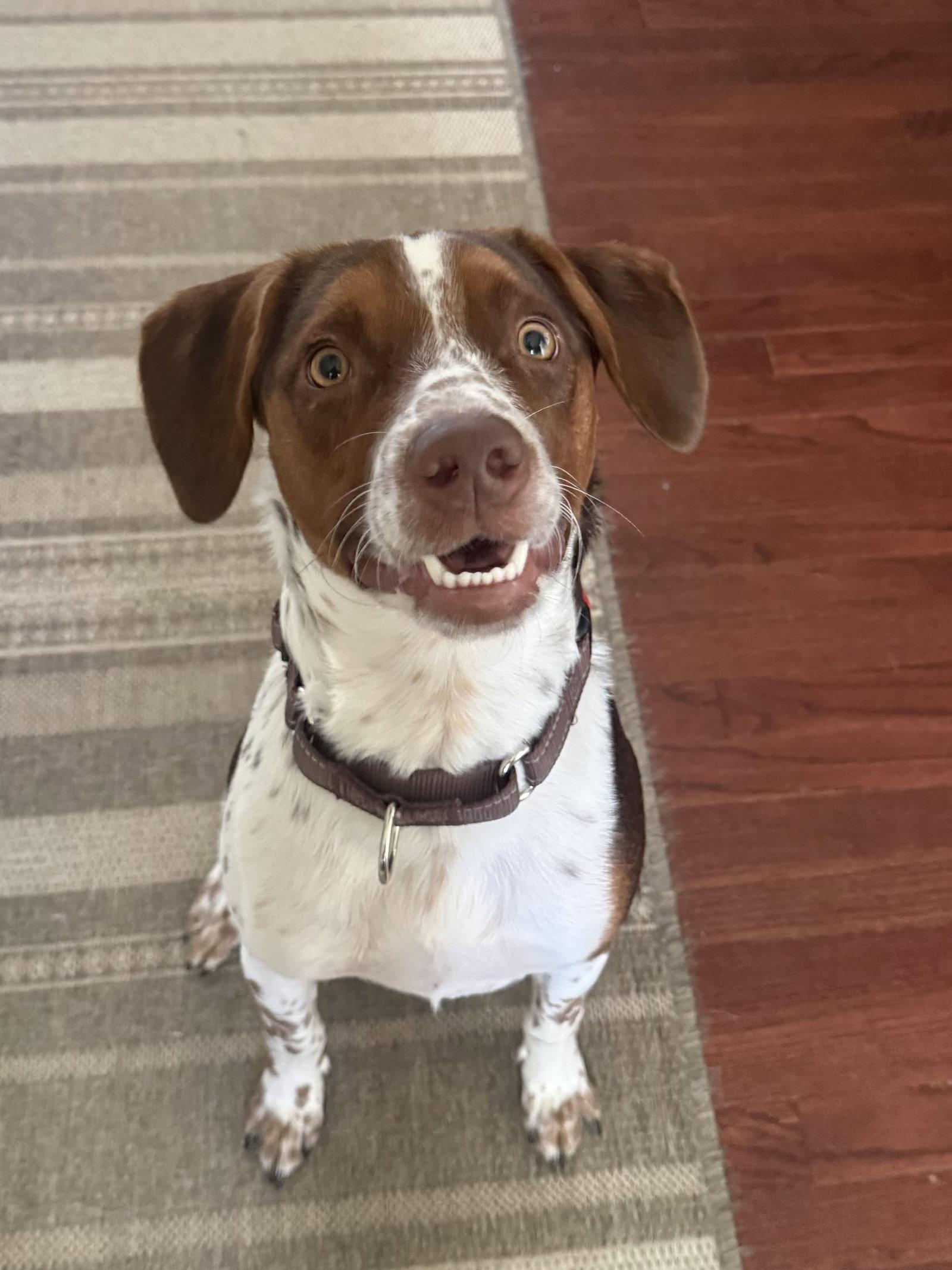 Sebastian, a Adopted Australian Cattle Dog / Blue Heeler in Fenton, MO image 1/3
