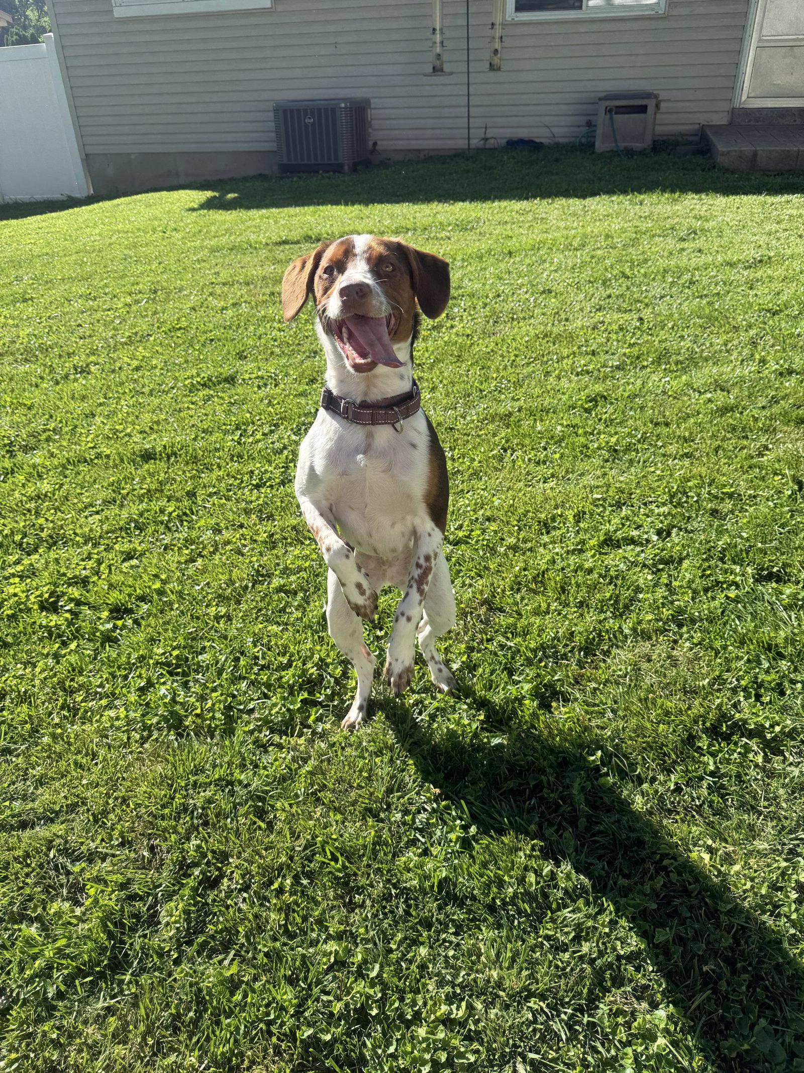 Sebastian, a Adopted Australian Cattle Dog / Blue Heeler in Fenton, MO image 2/3