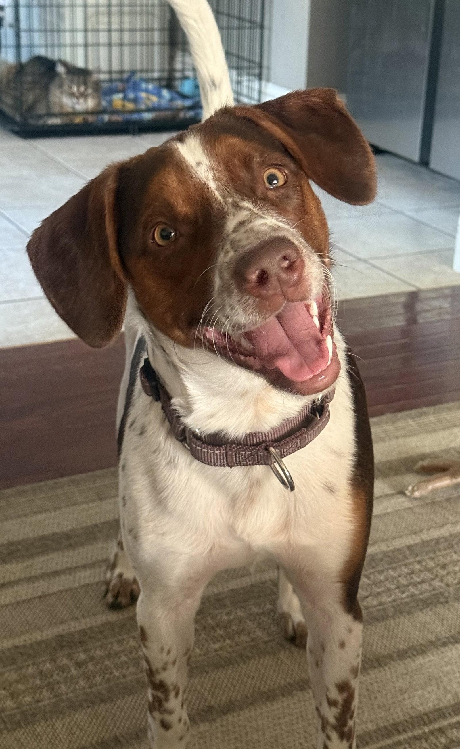 Sebastian, a Adopted Australian Cattle Dog / Blue Heeler in Fenton, MO image 3/3