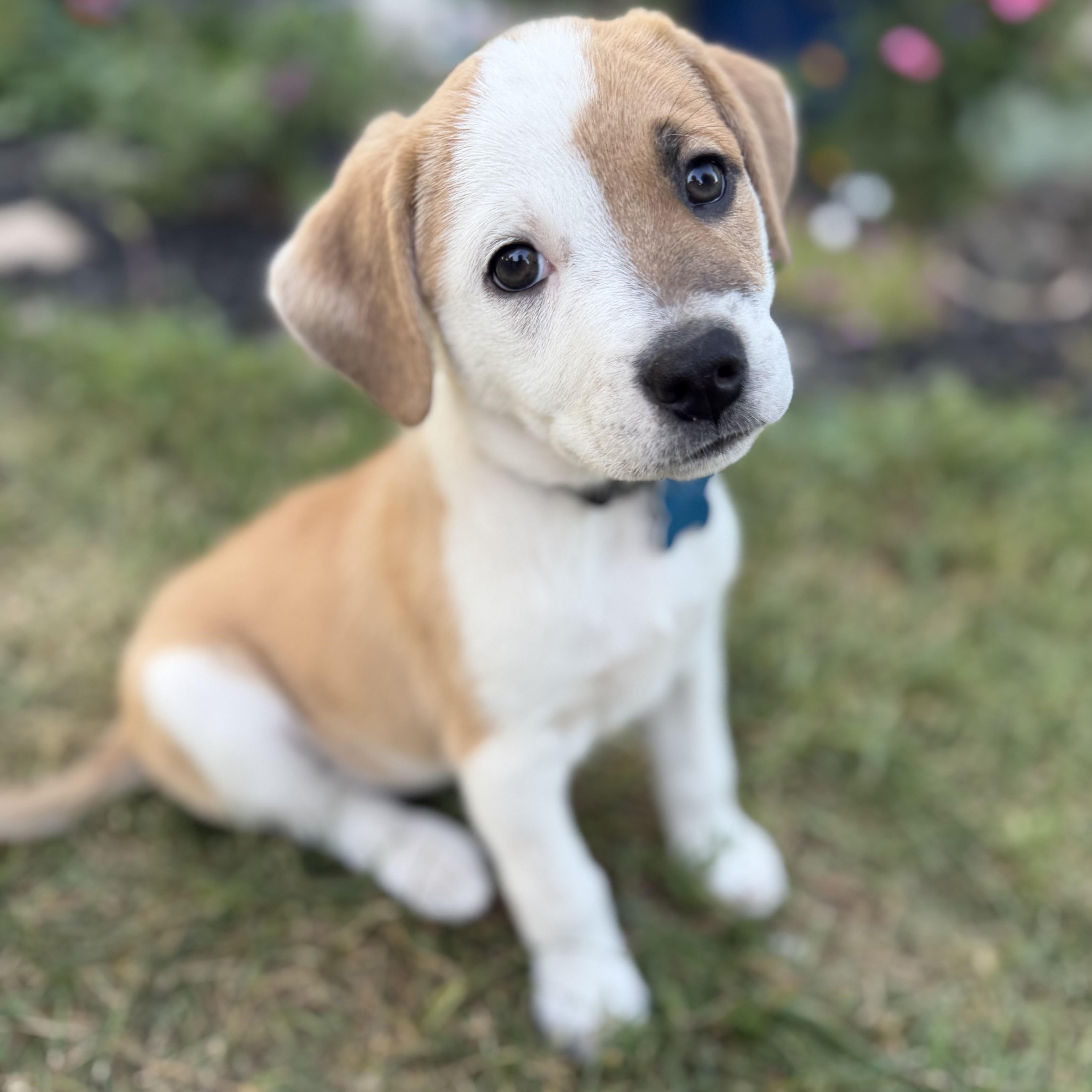 Alani, Adoptable, Puppy Female Border Collie.