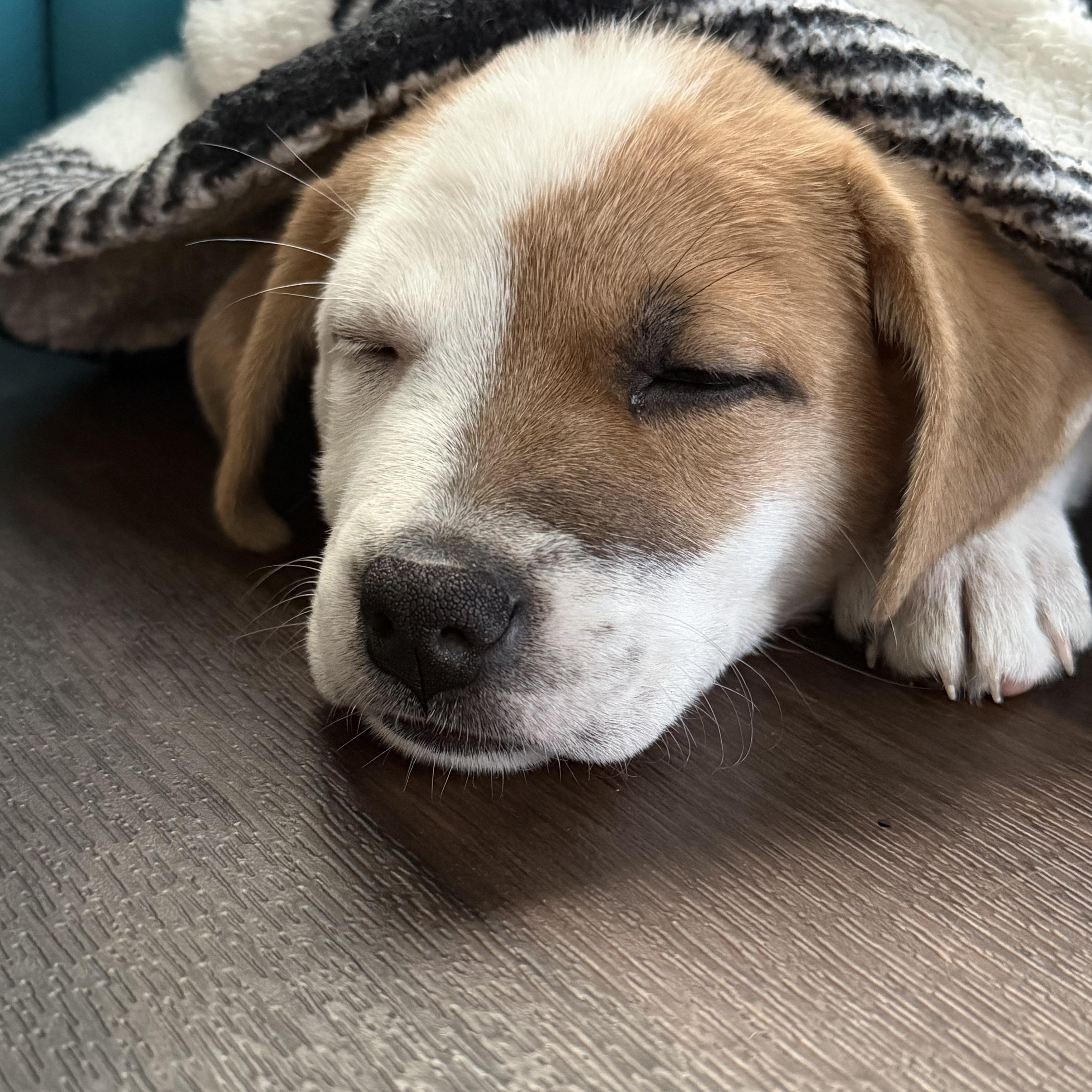 Alani, a Adoptable mixed breed in Minneapolis, MN image 4/4