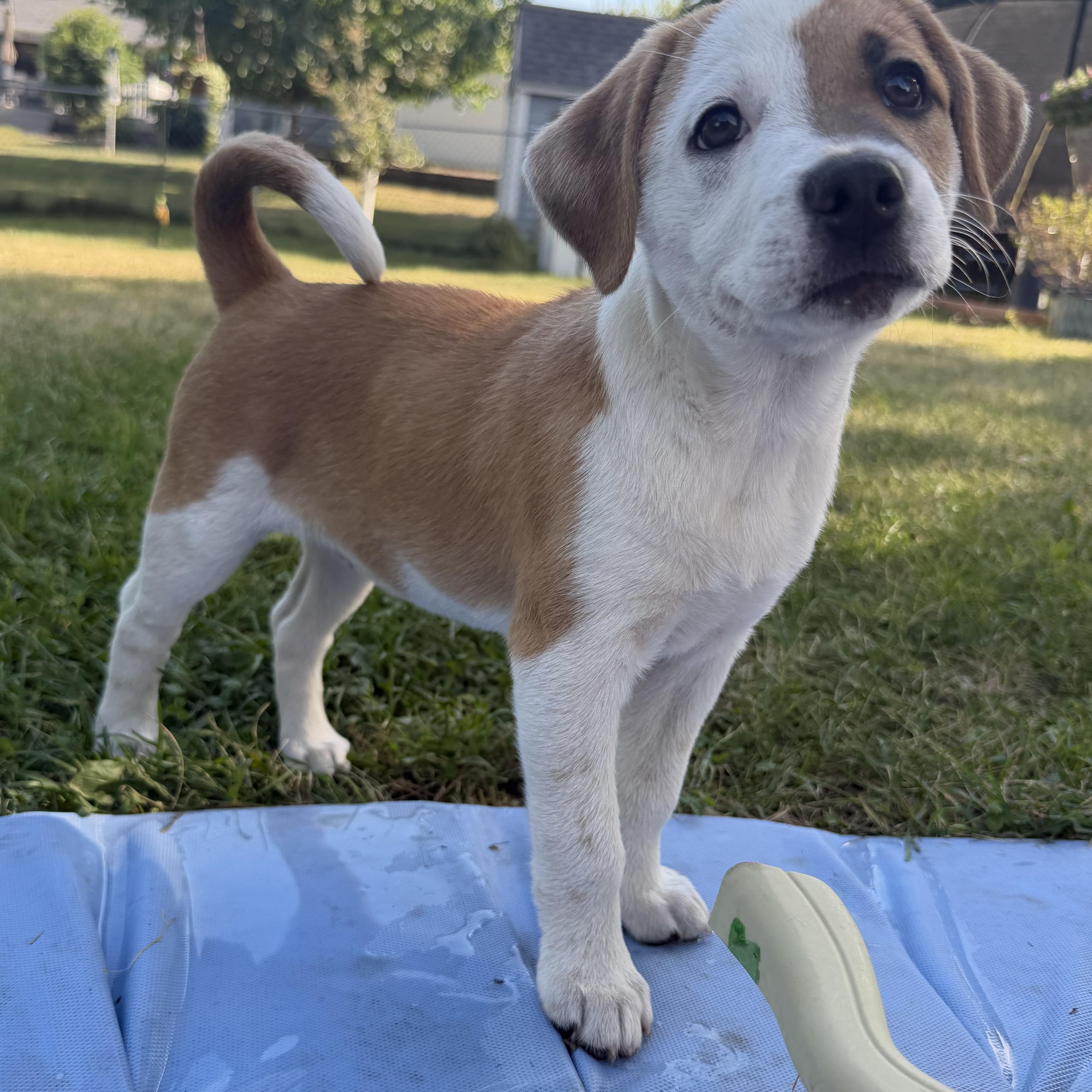 Alani, a Adoptable mixed breed in Minneapolis, MN image 2/4