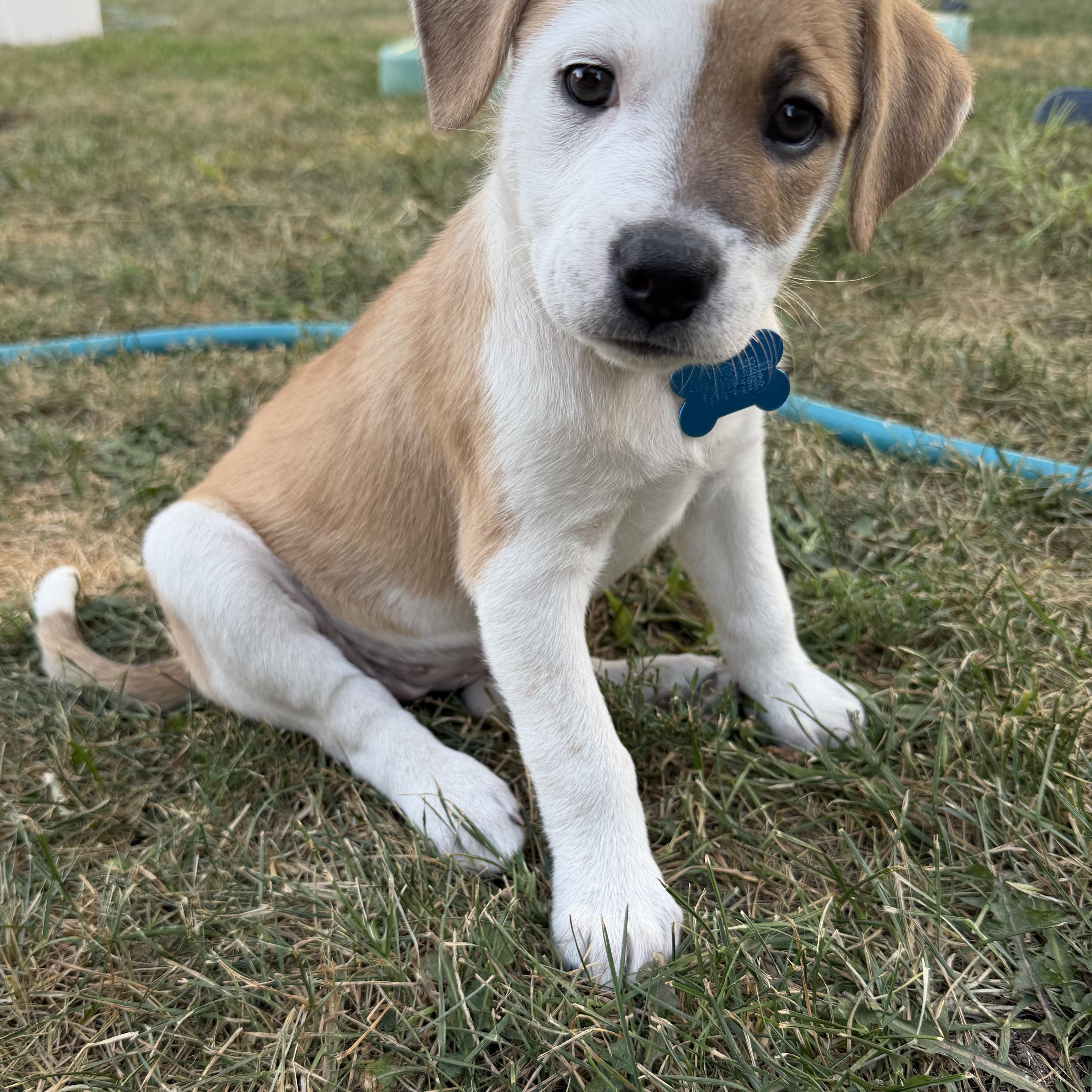 Alani, a Adoptable mixed breed in Minneapolis, MN image 3/4