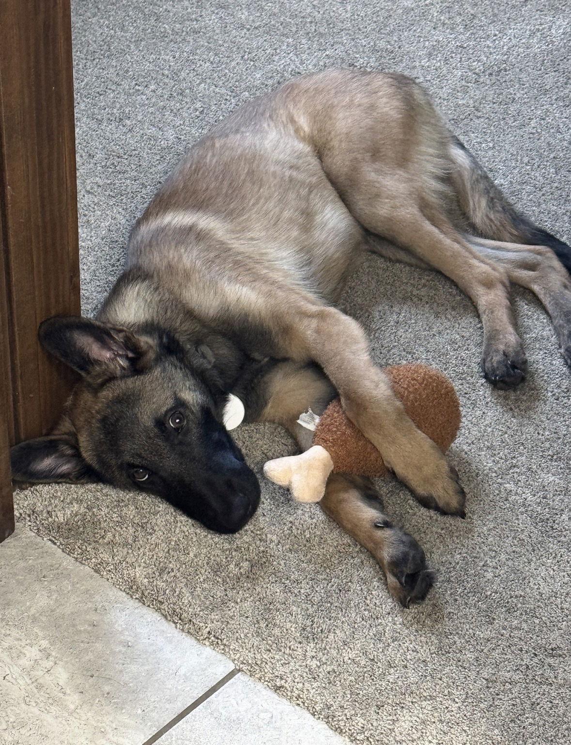 Nik Bonnito, Adoptable, Young Male Belgian Shepherd / Malinois.